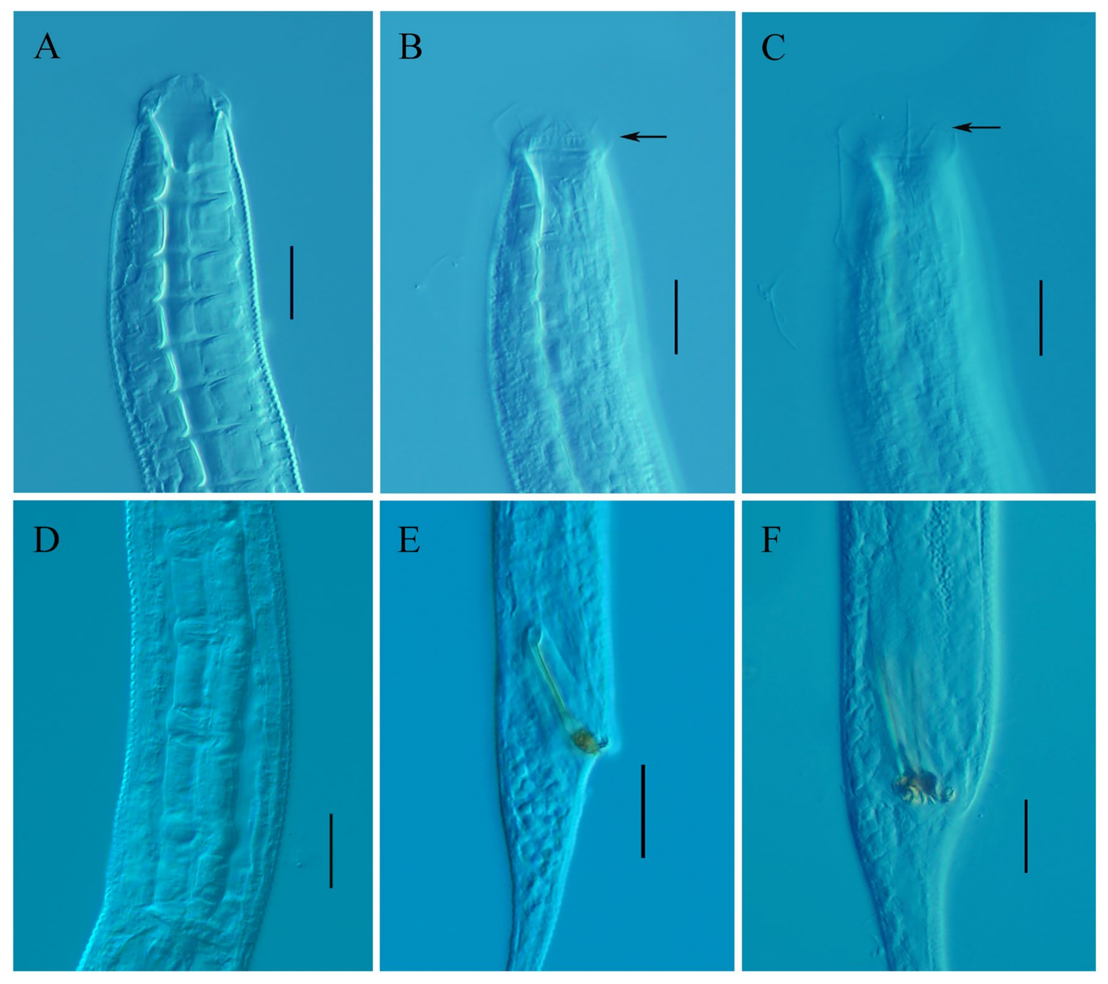 Diversity 15 01130 g006