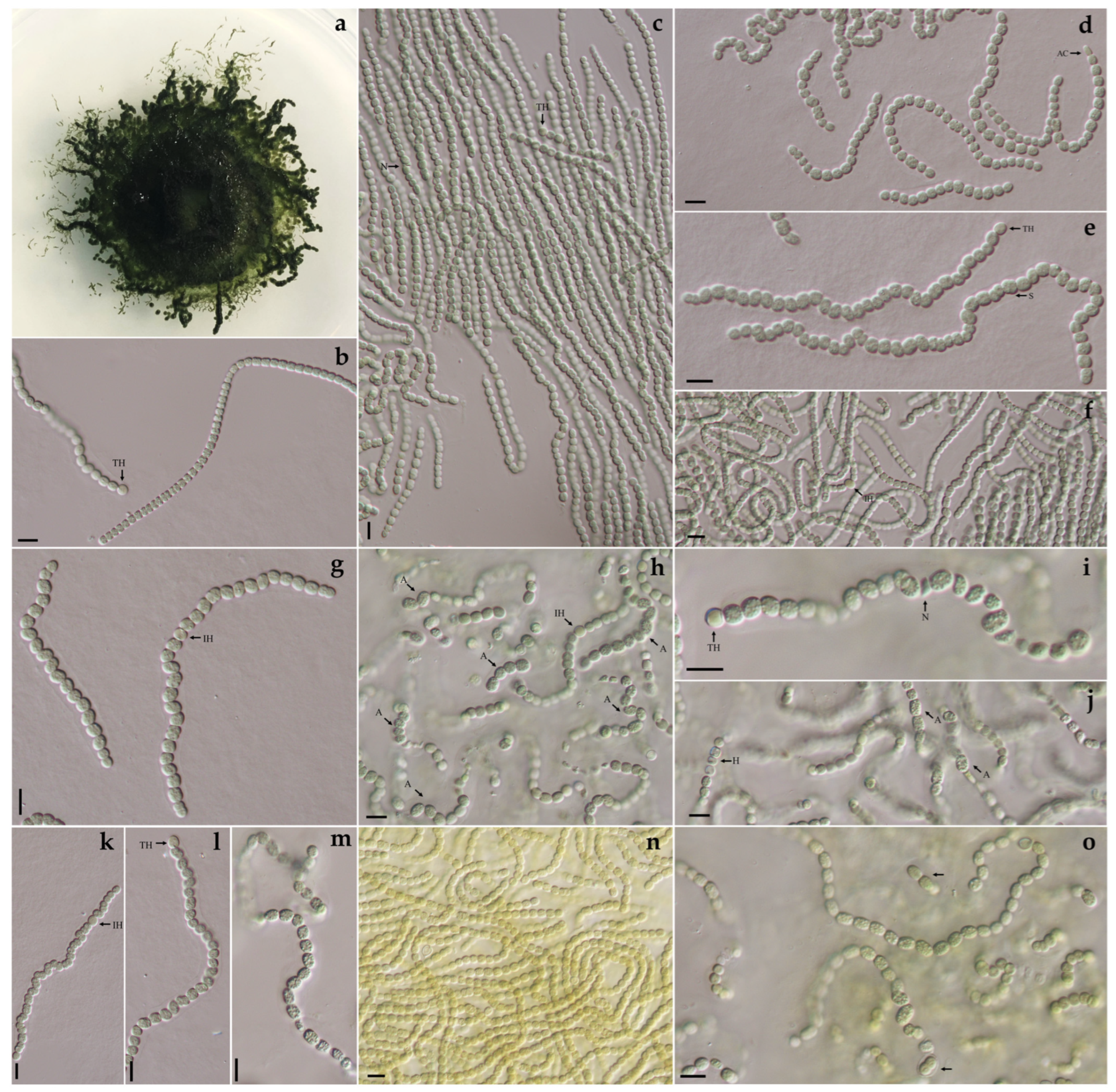 Diversity 15 01132 g003