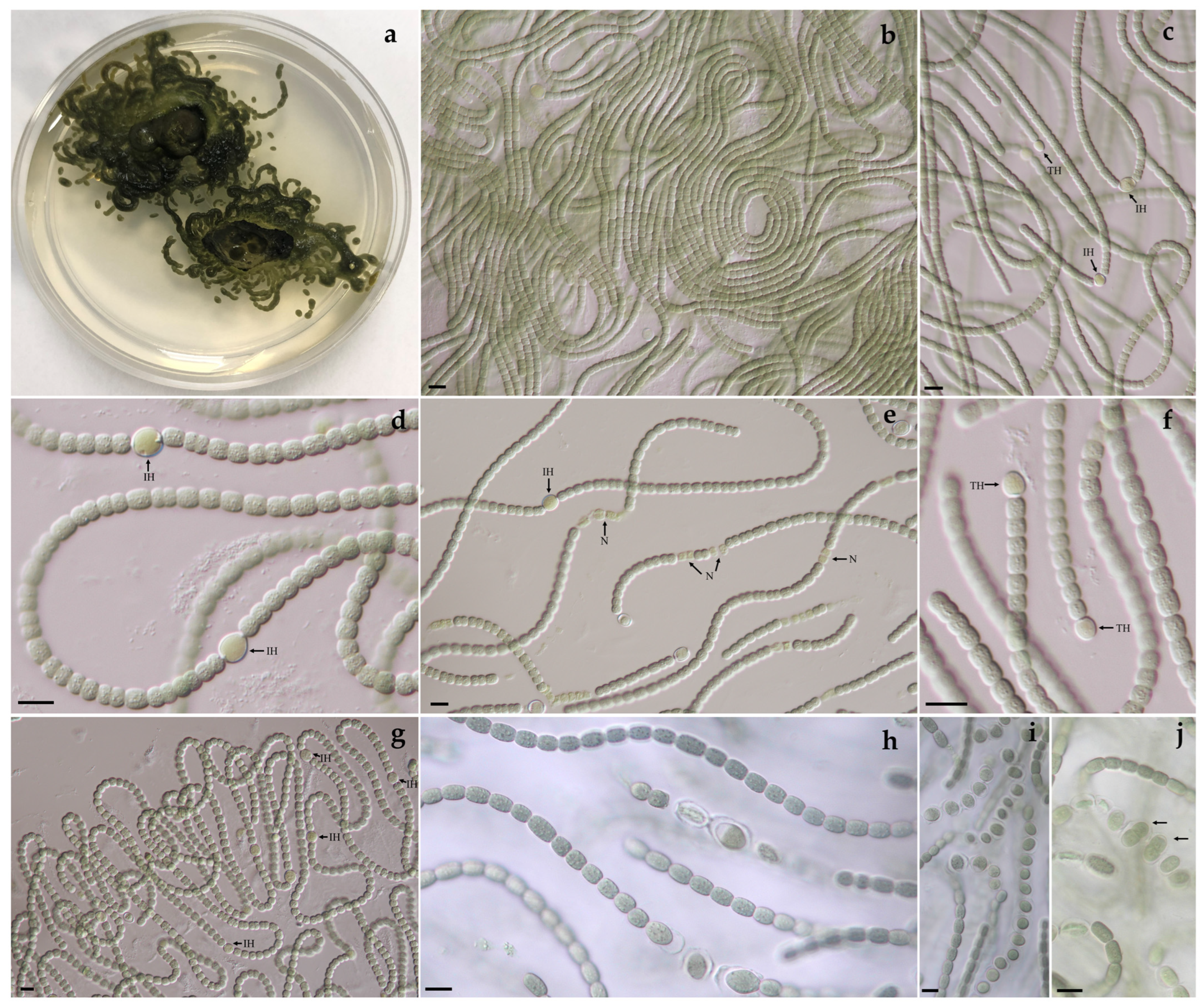 Diversity 15 01132 g004