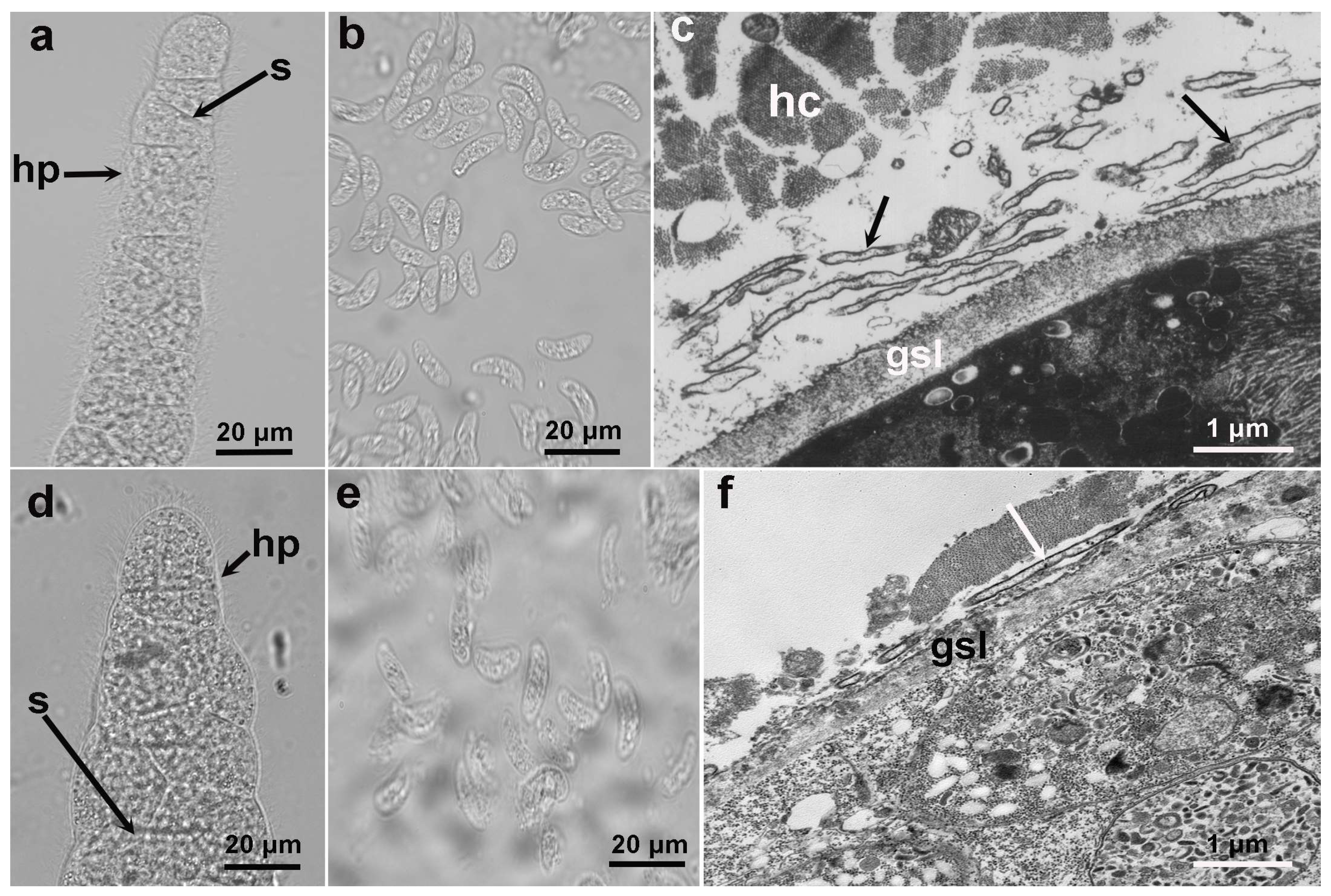 Diversity 15 01136 g001