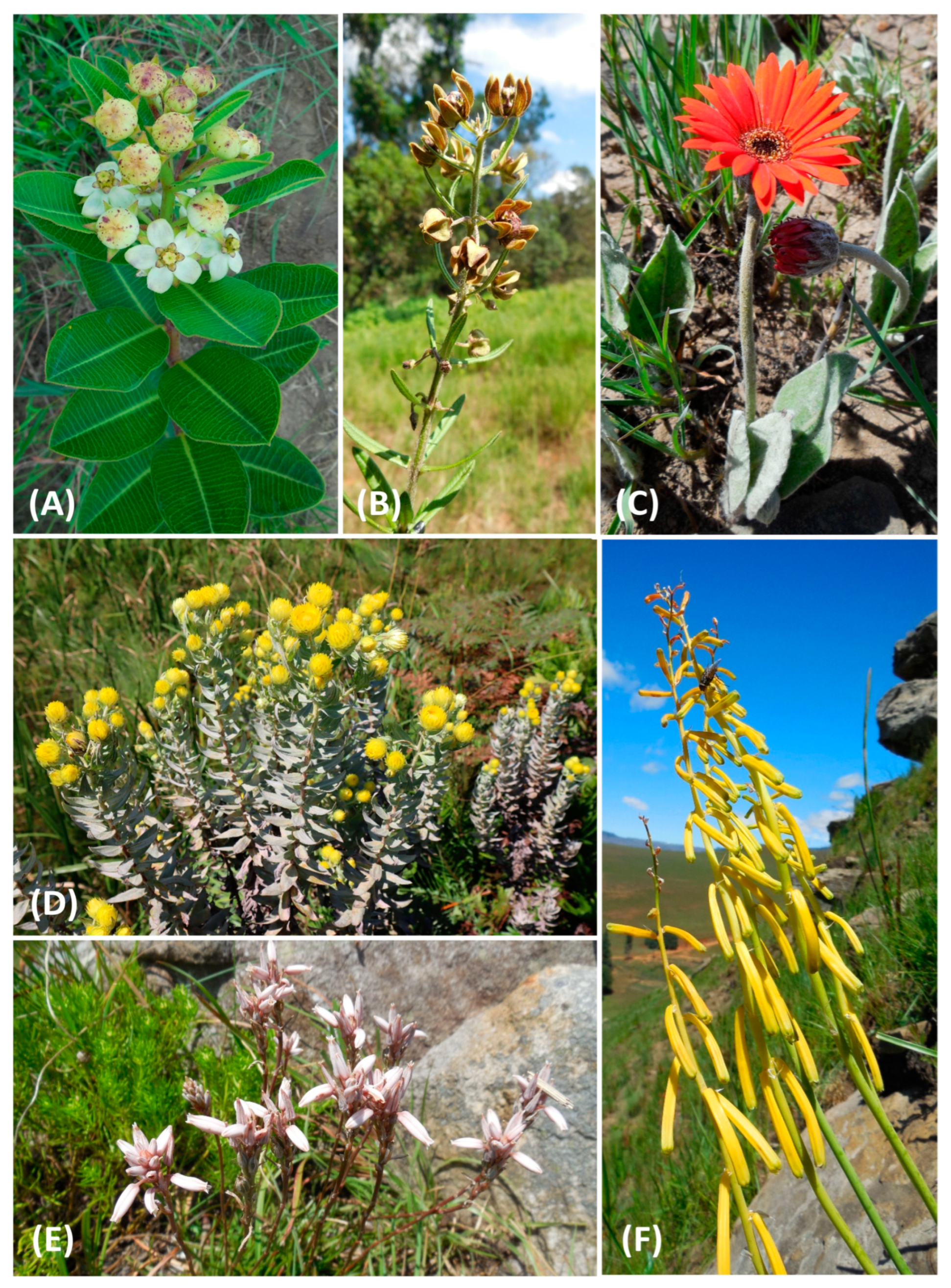 Diversity 15 01137 g004a