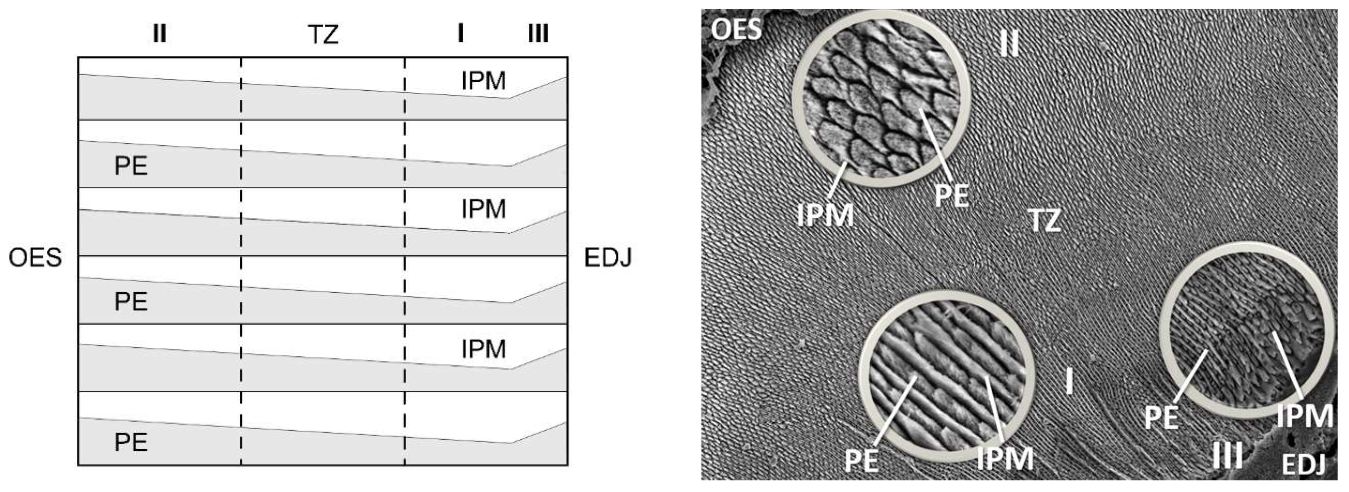 Diversity 15 01141 g001