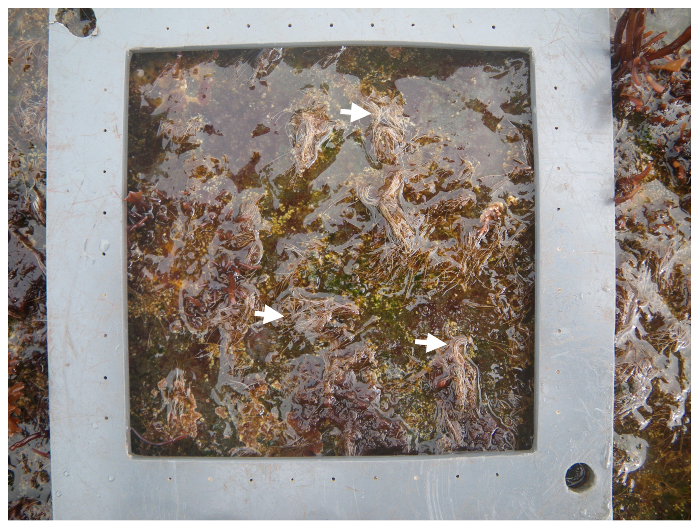 Diversity 15 01150 g002