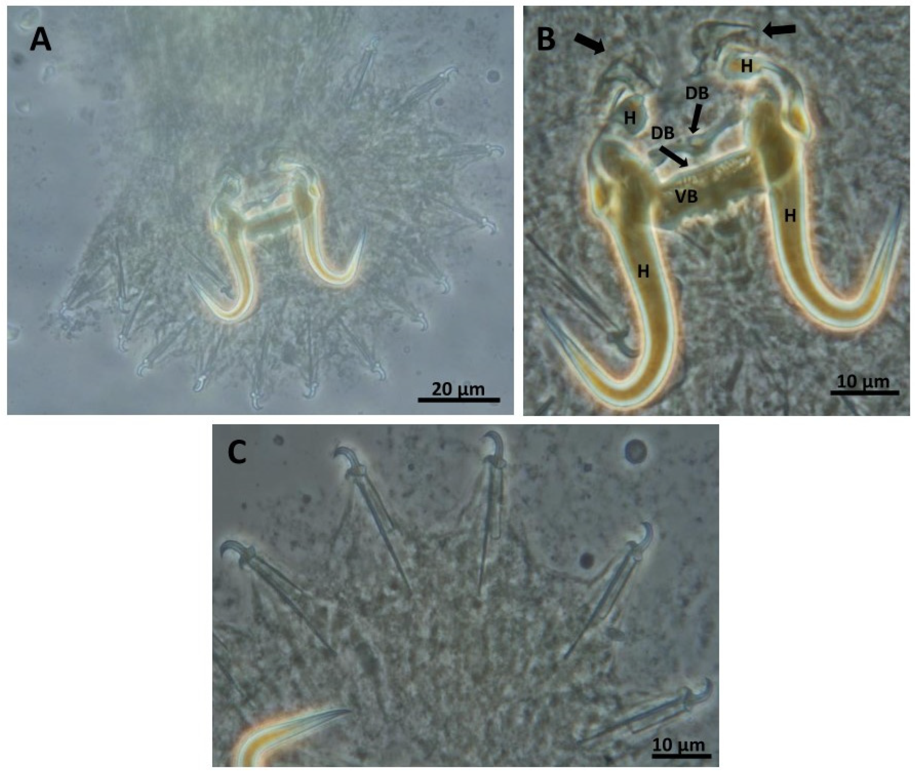 Diversity 15 01152 g002