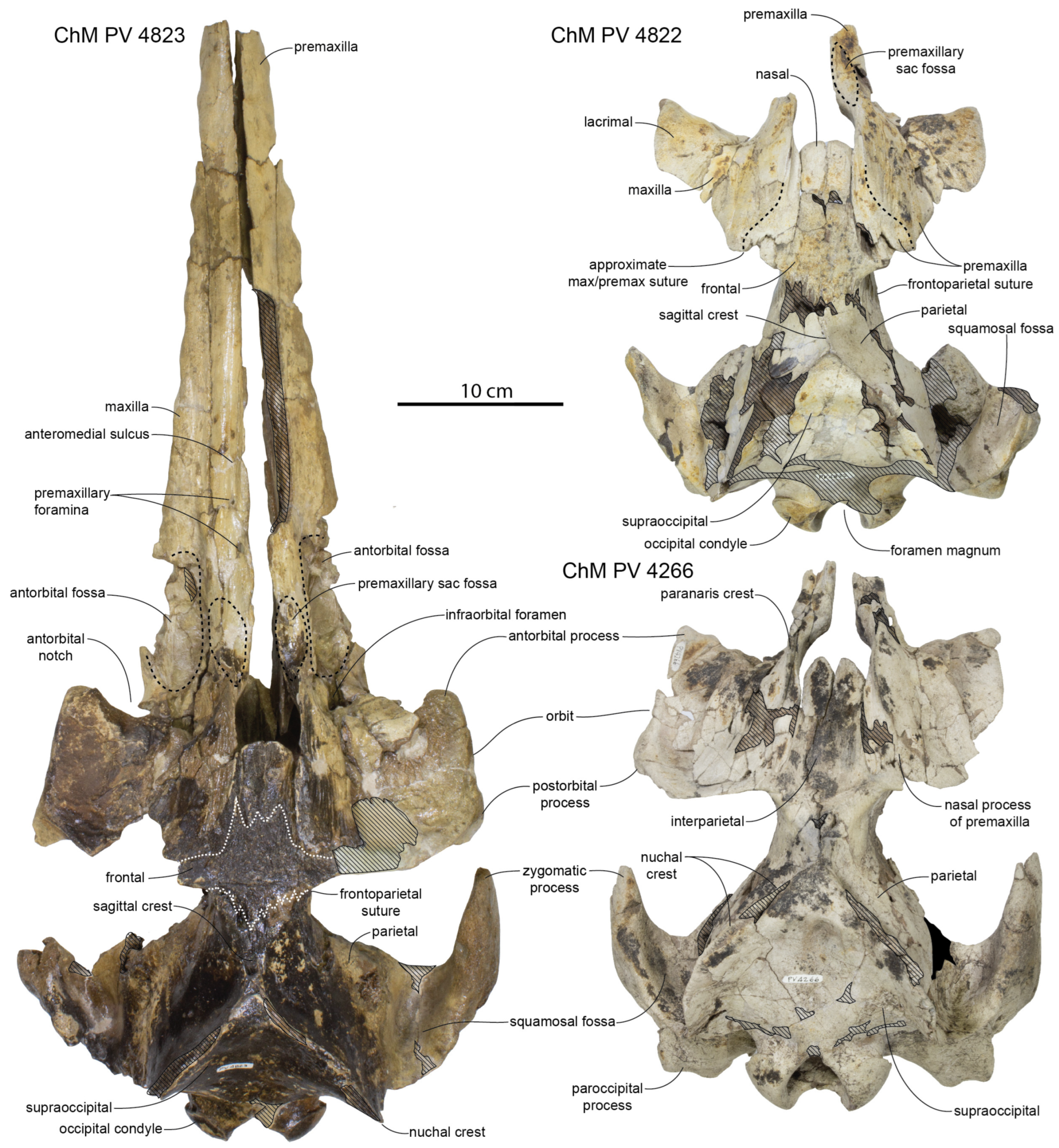 Diversity 15 01154 g005