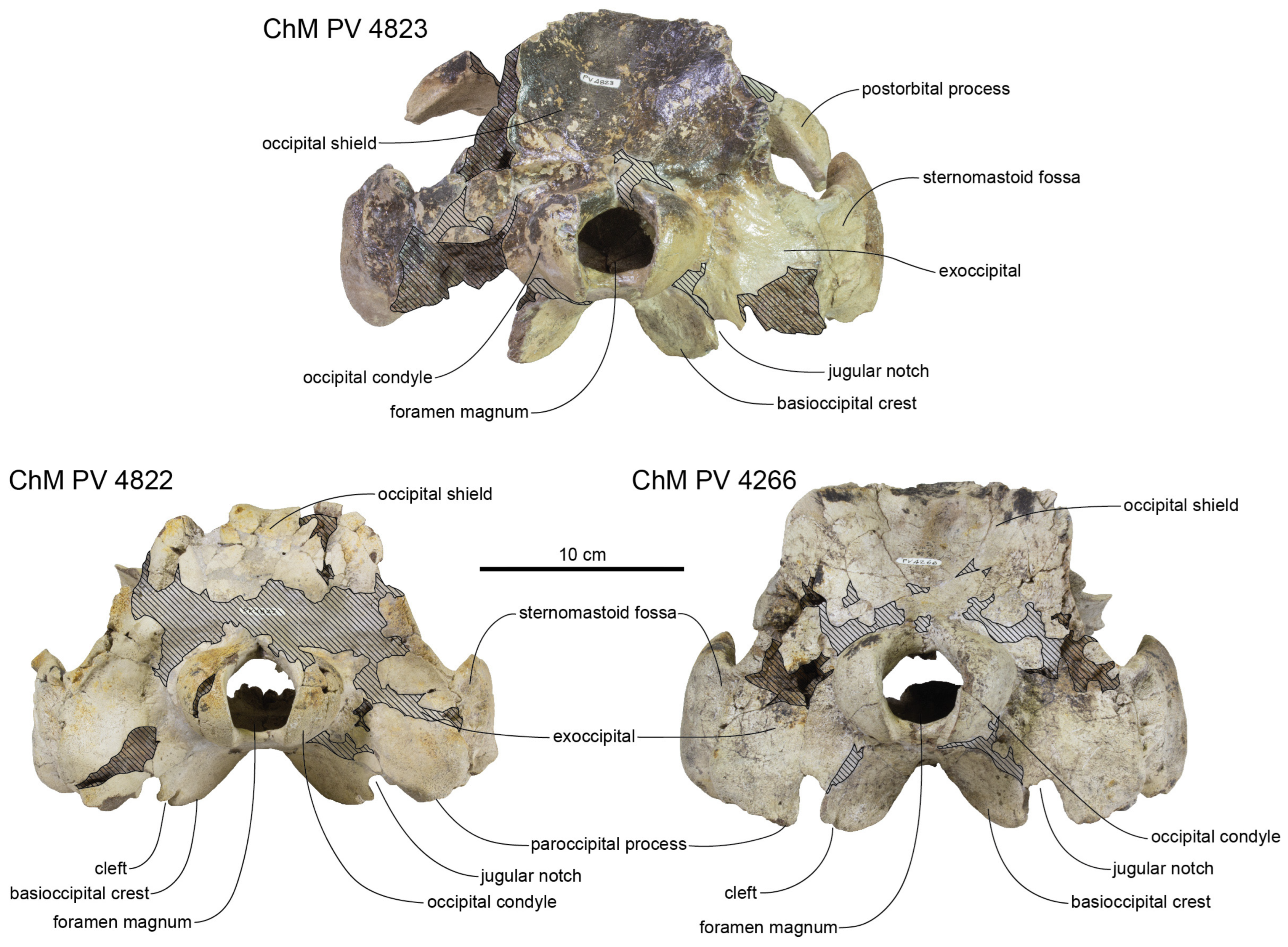 Diversity 15 01154 g008
