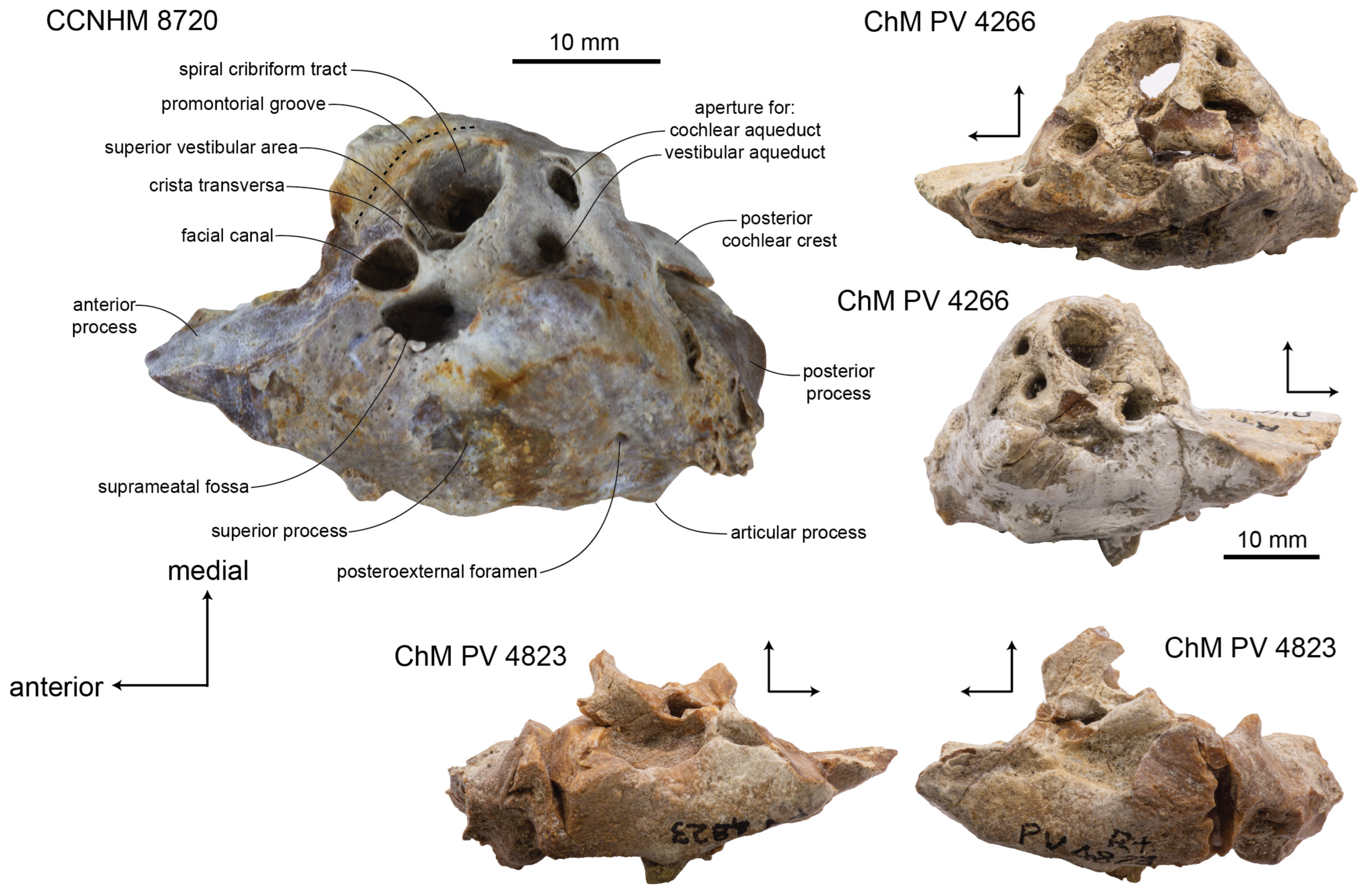 Diversity 15 01154 g010
