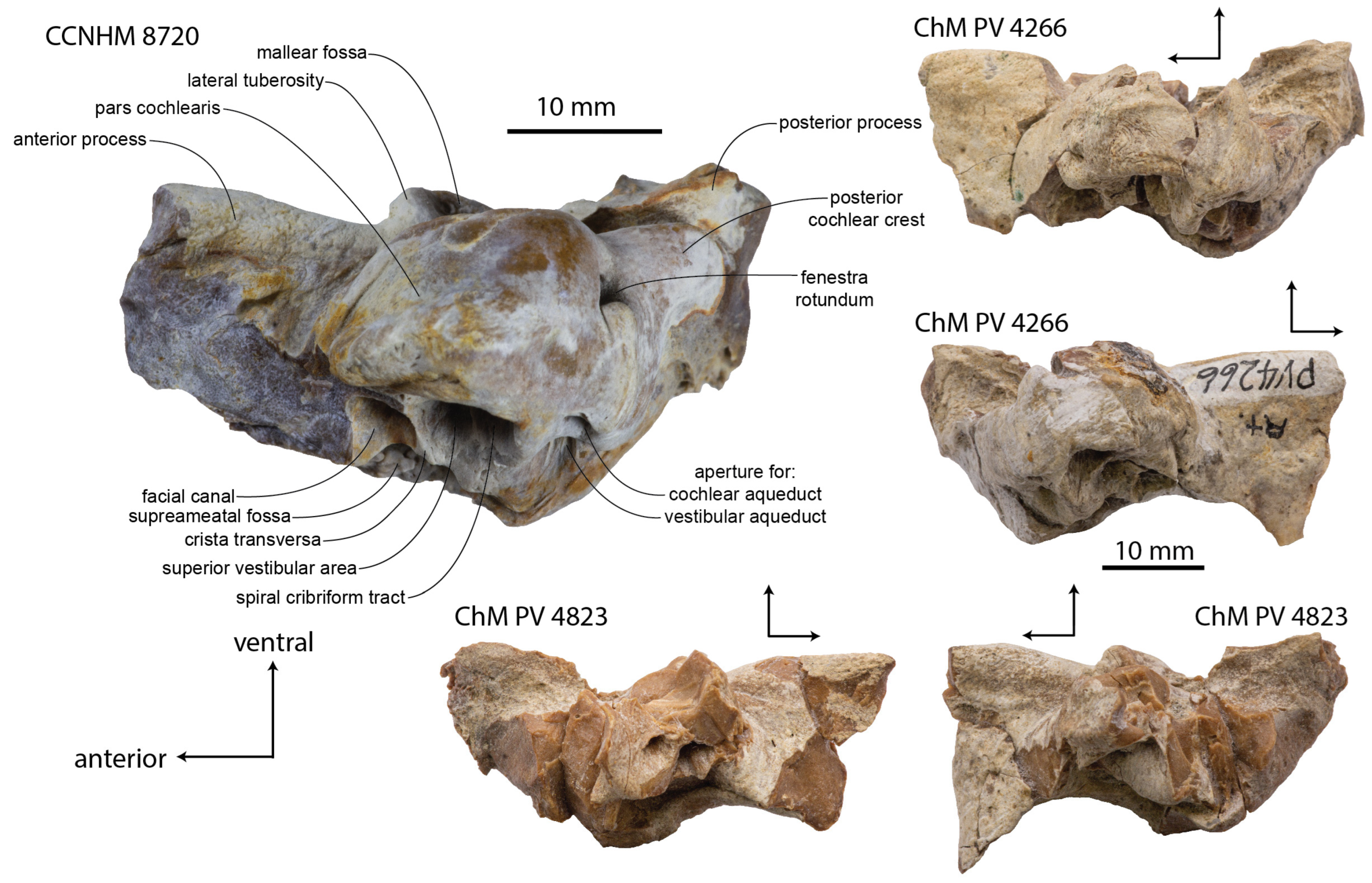 Diversity 15 01154 g011