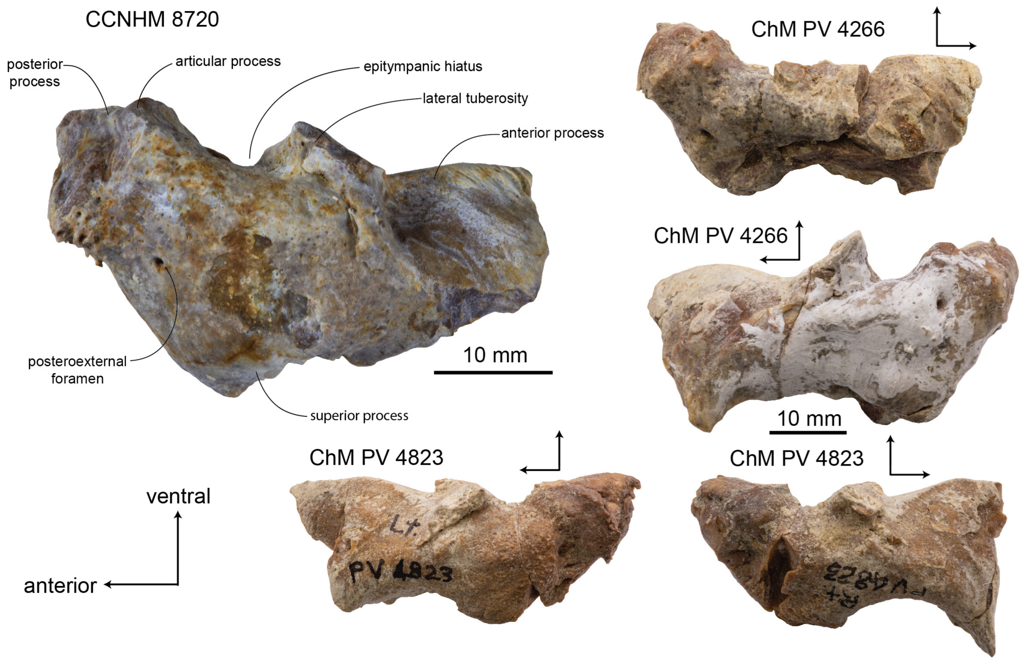 Diversity 15 01154 g012