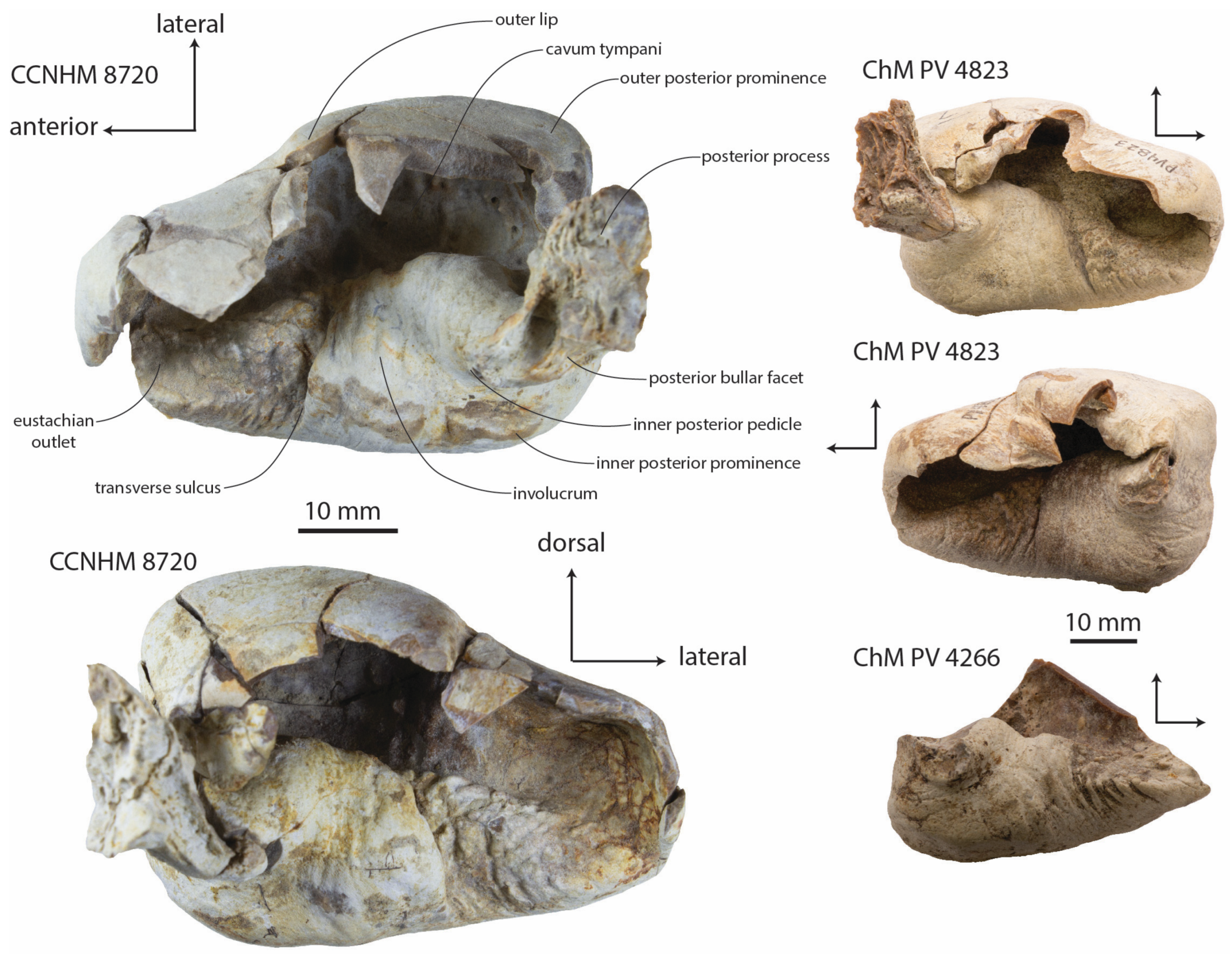 Diversity 15 01154 g015