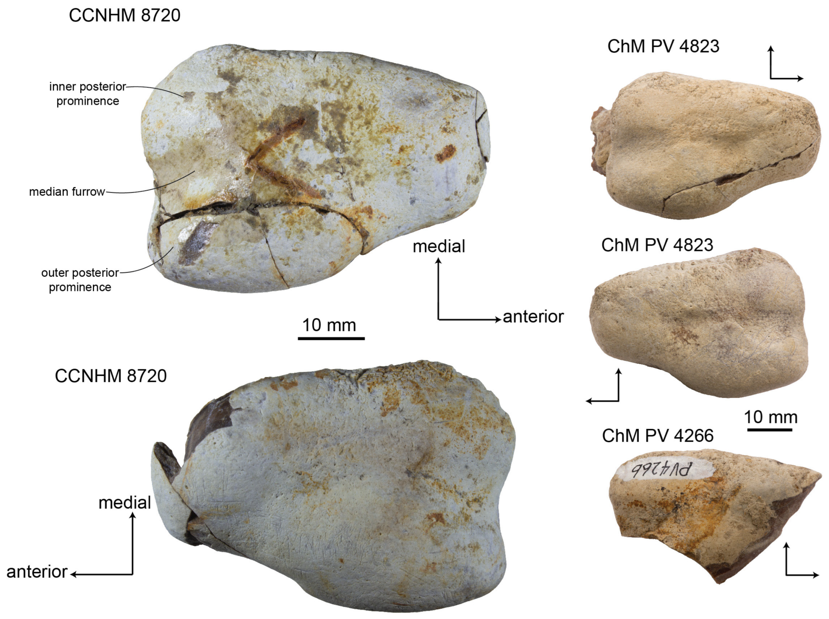Diversity 15 01154 g016