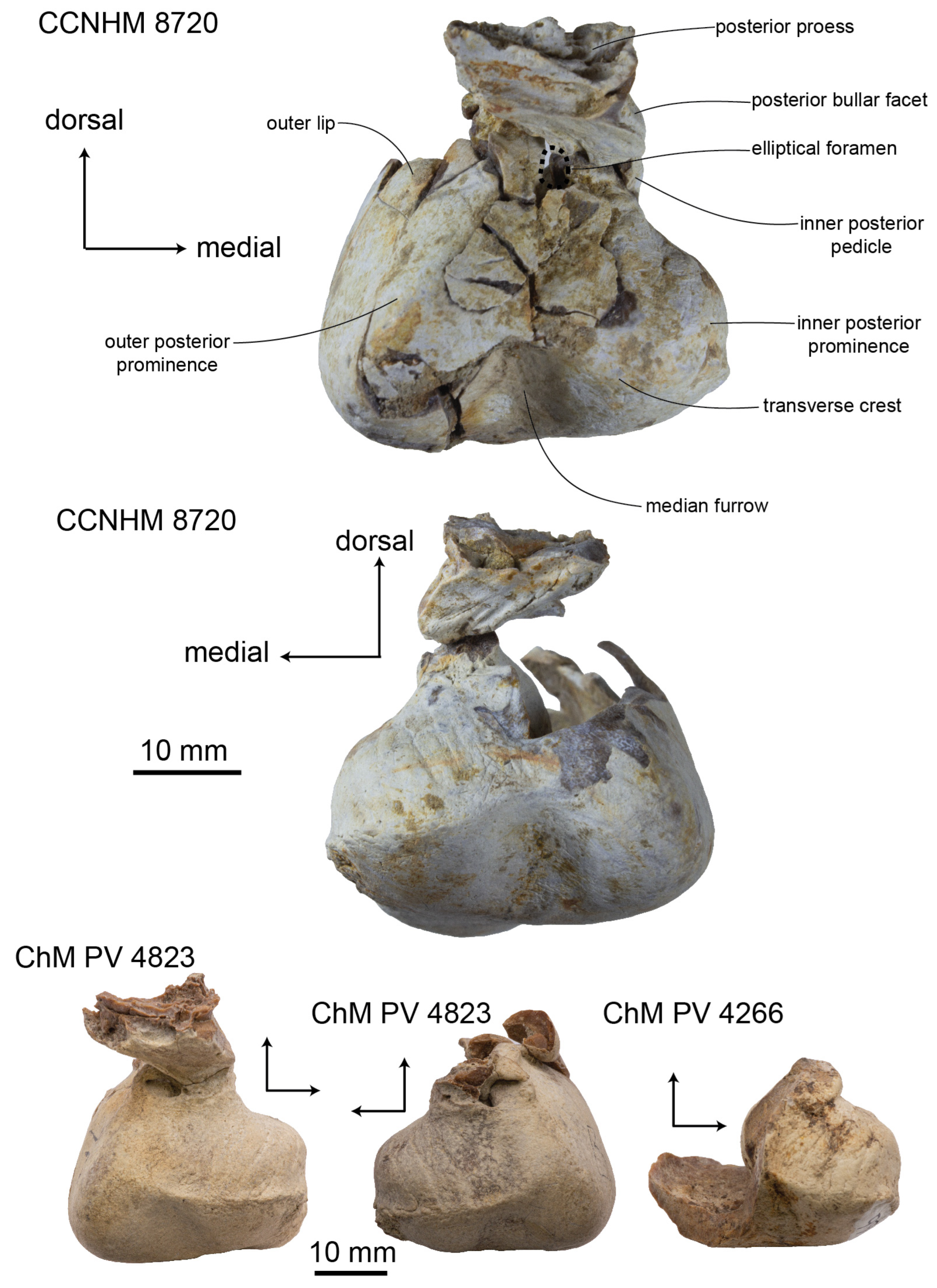 Diversity 15 01154 g017
