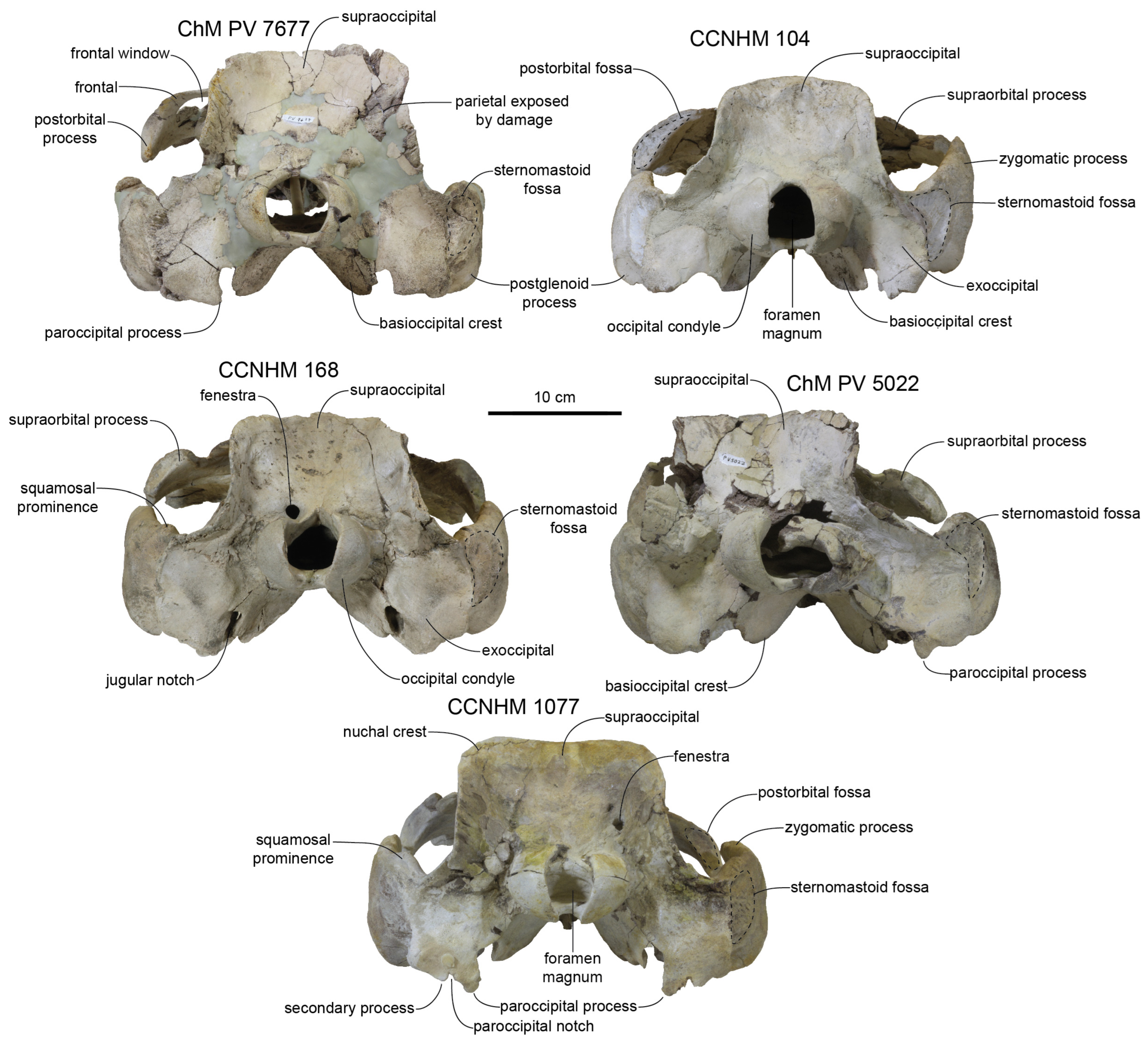 Diversity 15 01154 g025