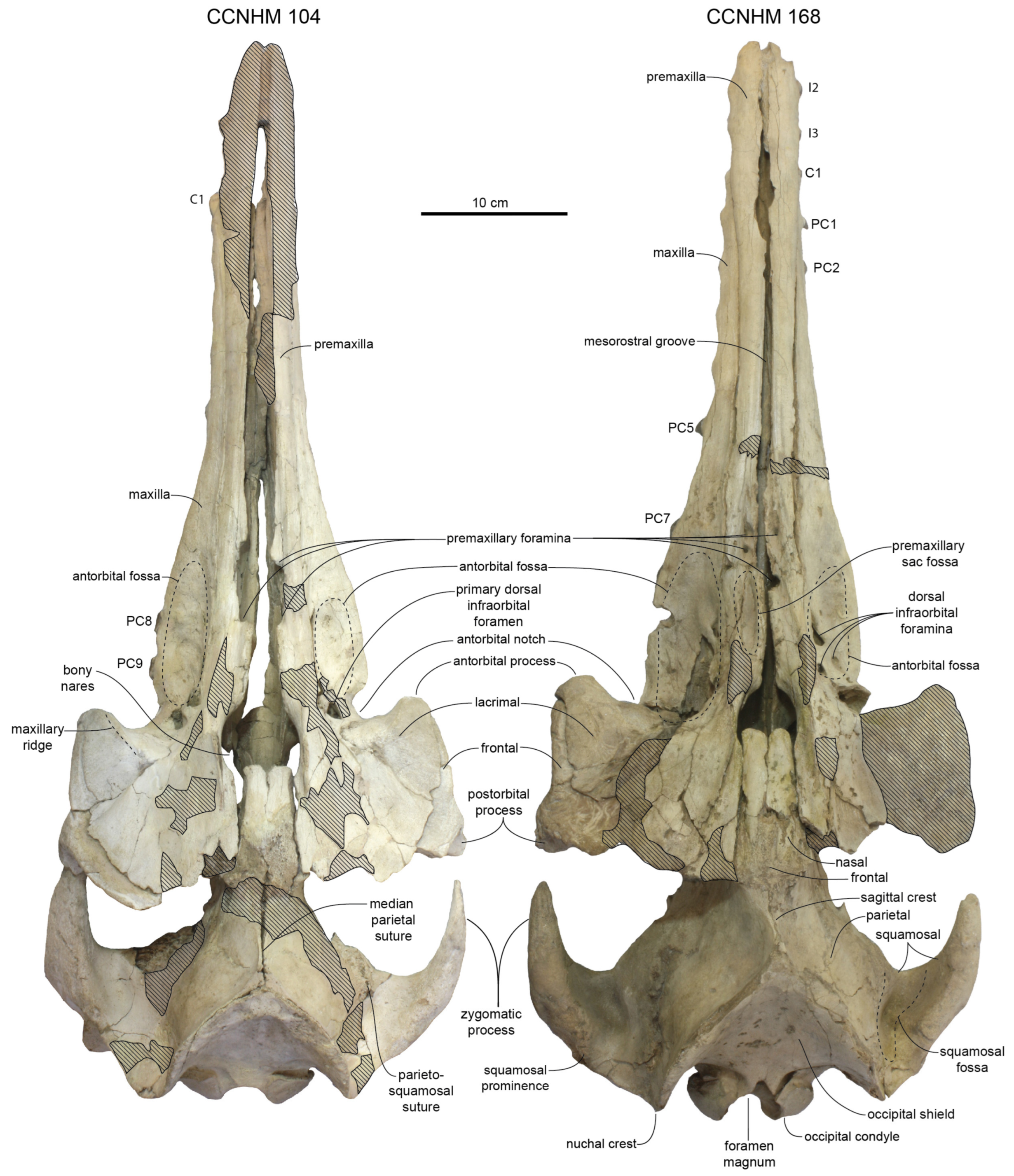 Diversity 15 01154 g026