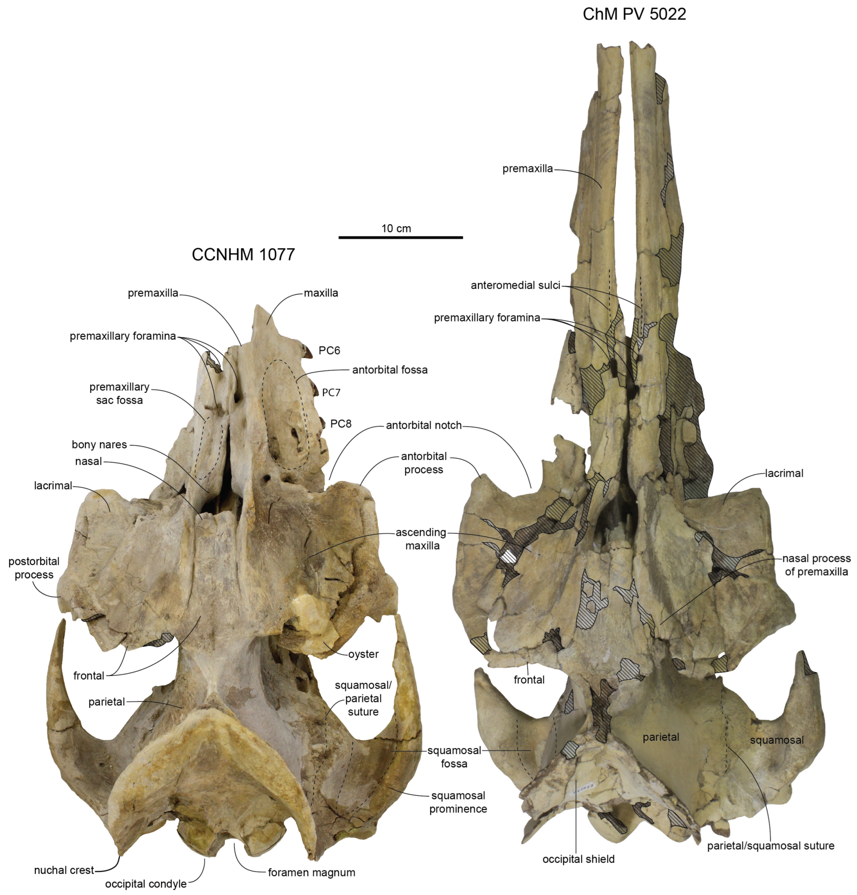 Diversity 15 01154 g028