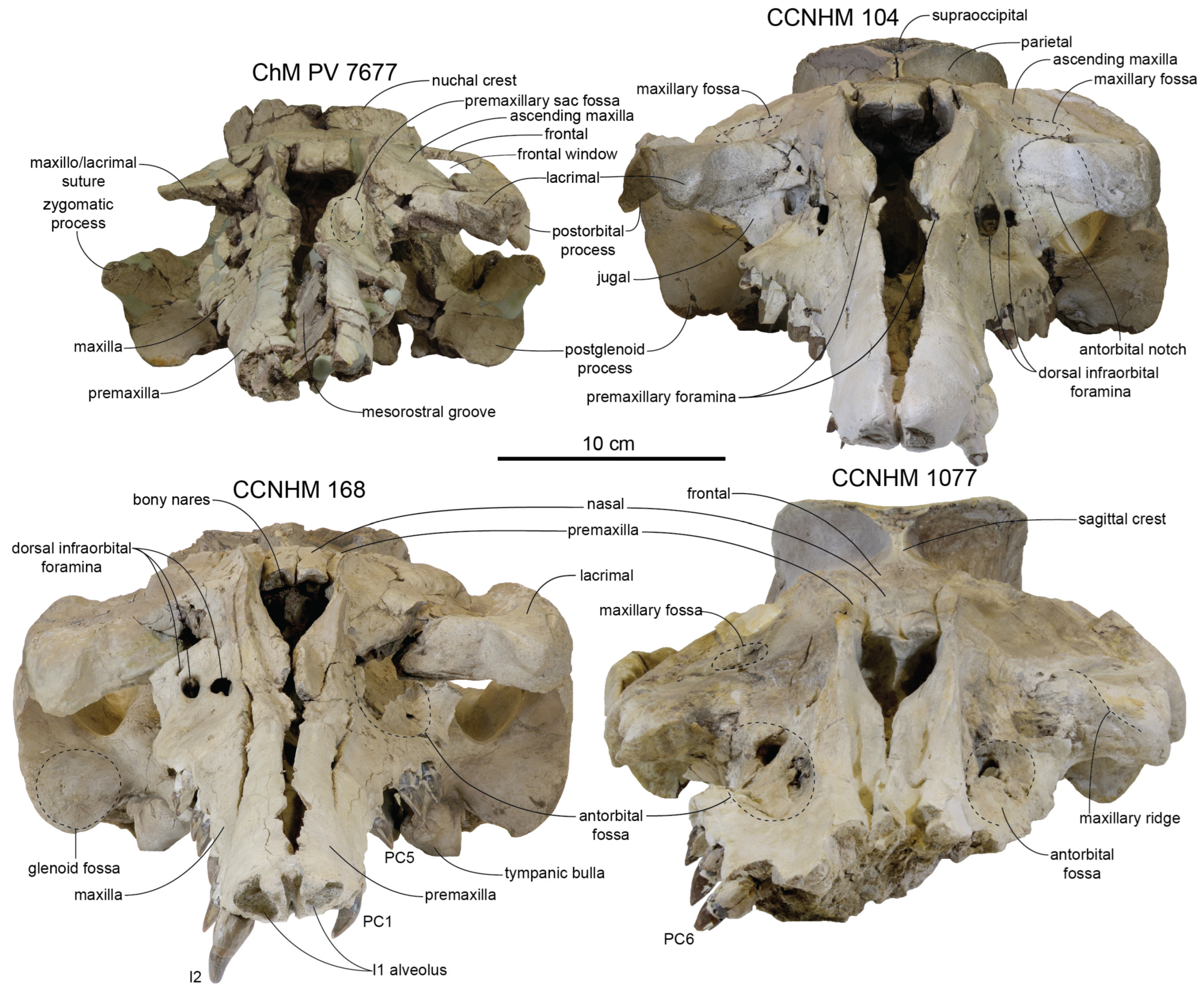 Diversity 15 01154 g032