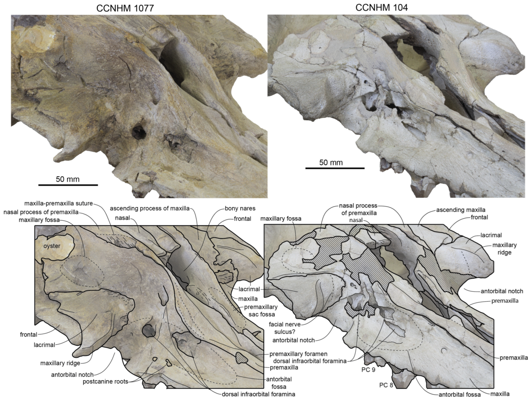 Diversity 15 01154 g035