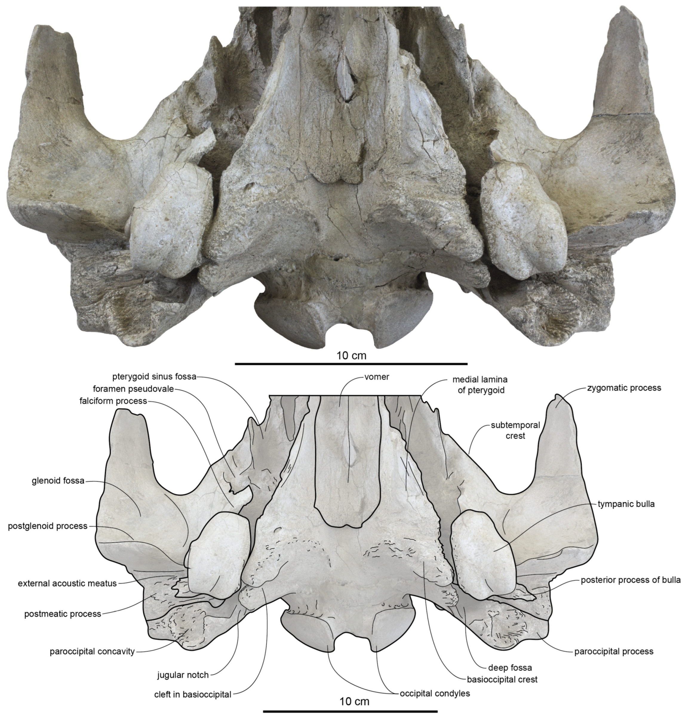 Diversity 15 01154 g038