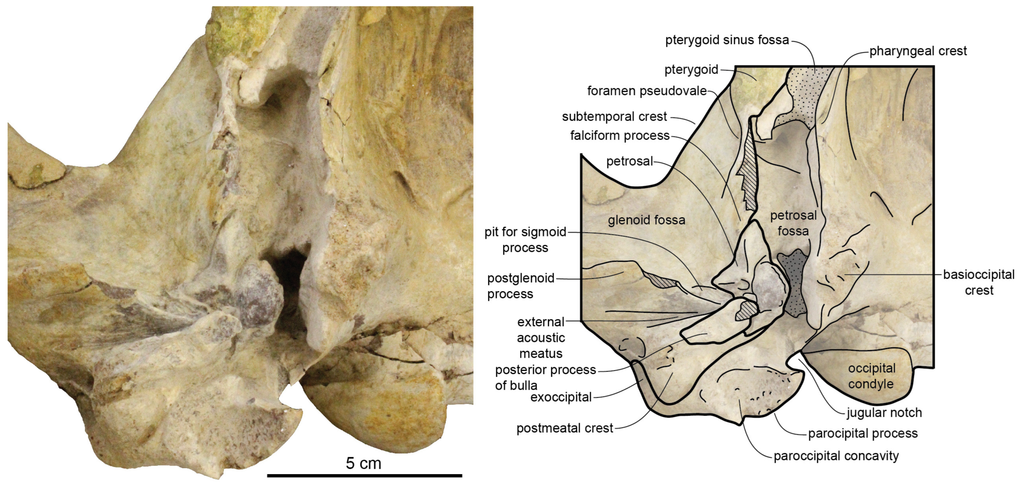 Diversity 15 01154 g039