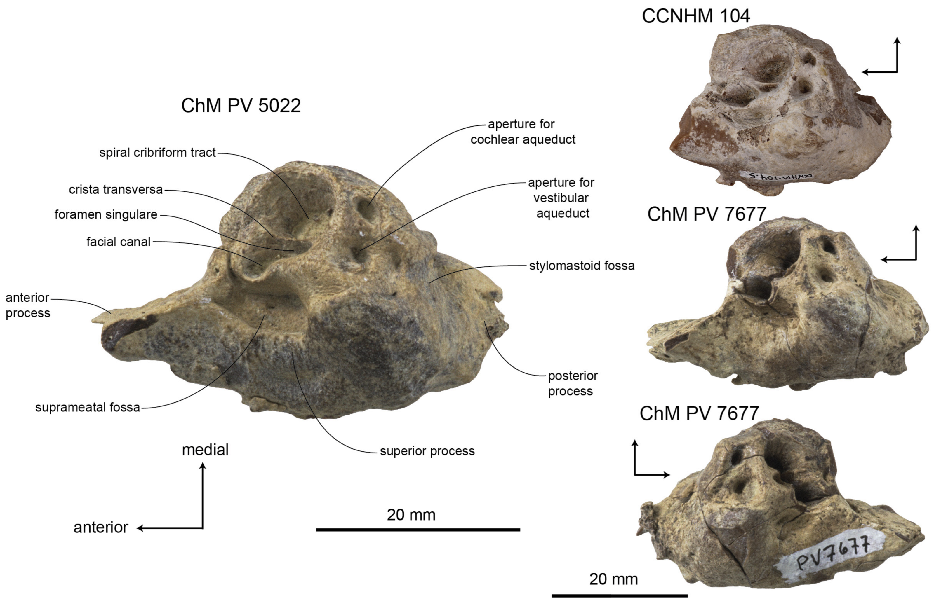 Diversity 15 01154 g041