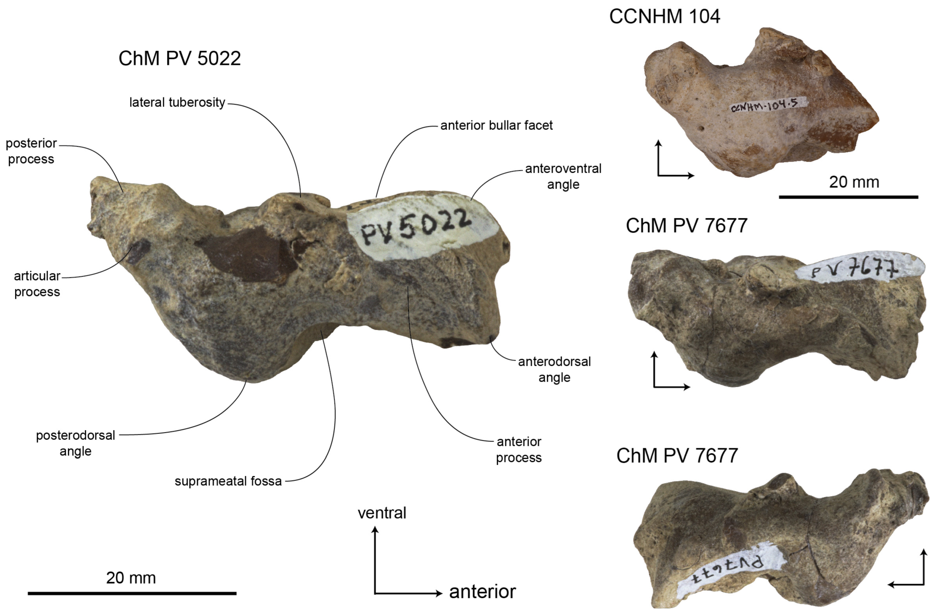 Diversity 15 01154 g043