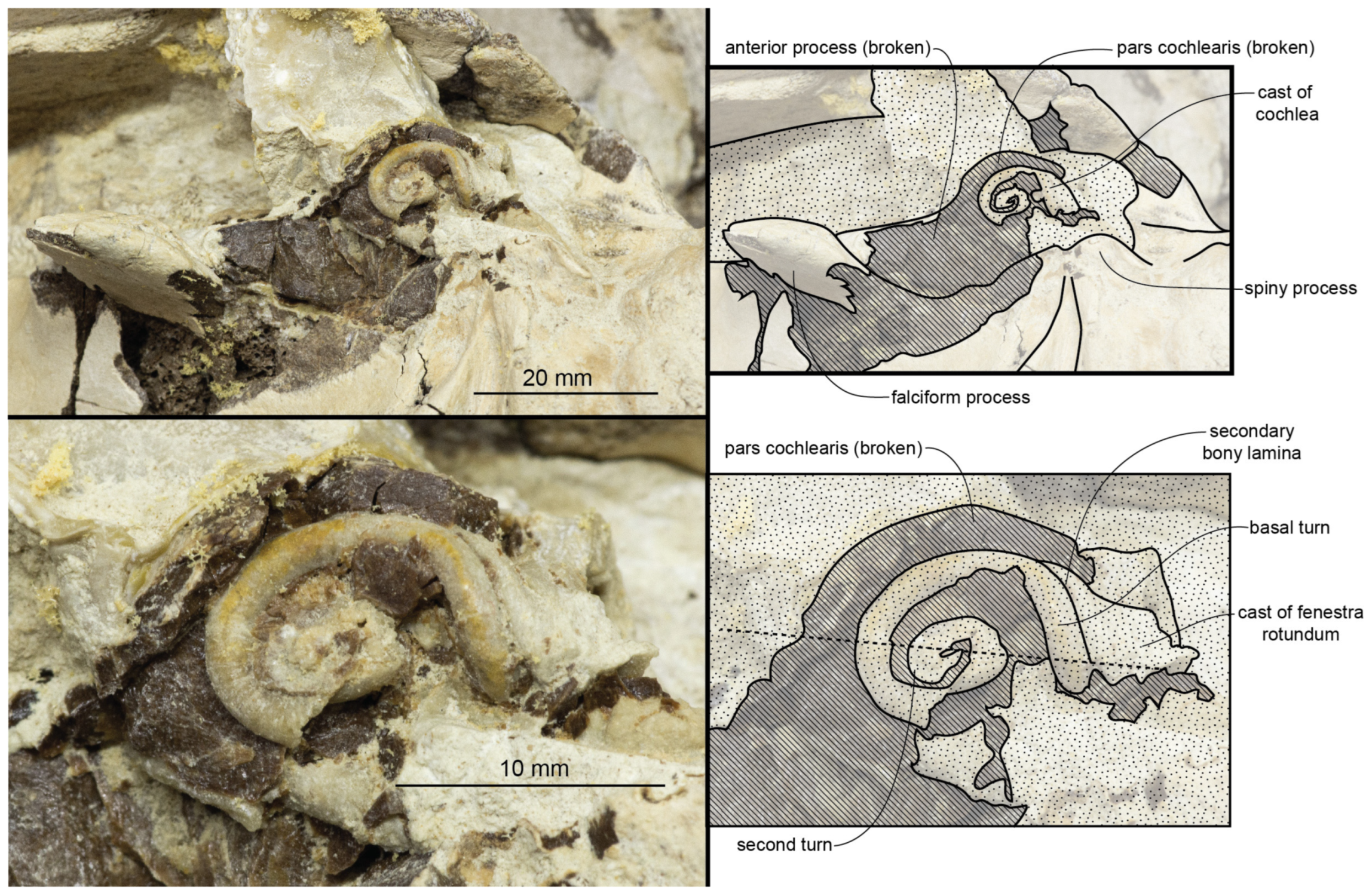 Diversity 15 01154 g044