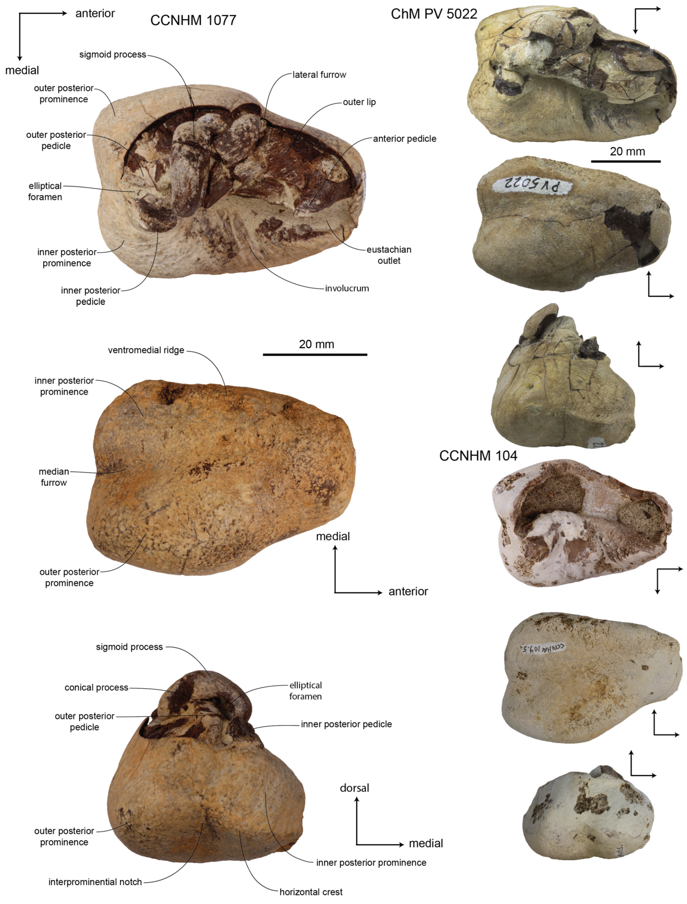 Diversity 15 01154 g047