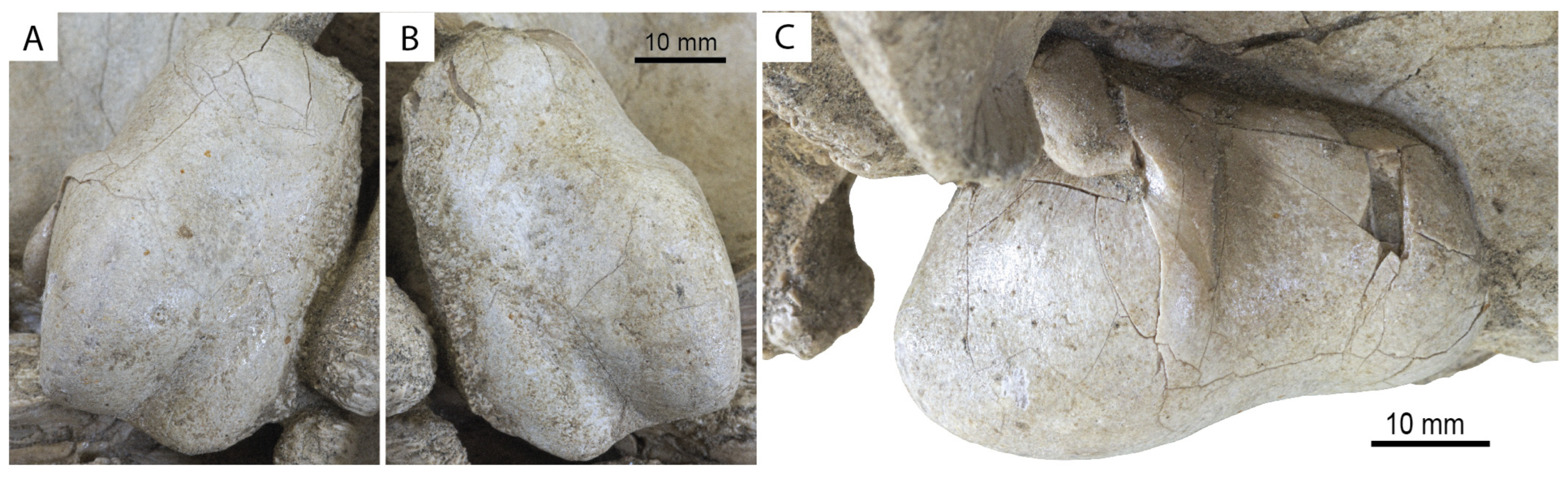 Diversity 15 01154 g048