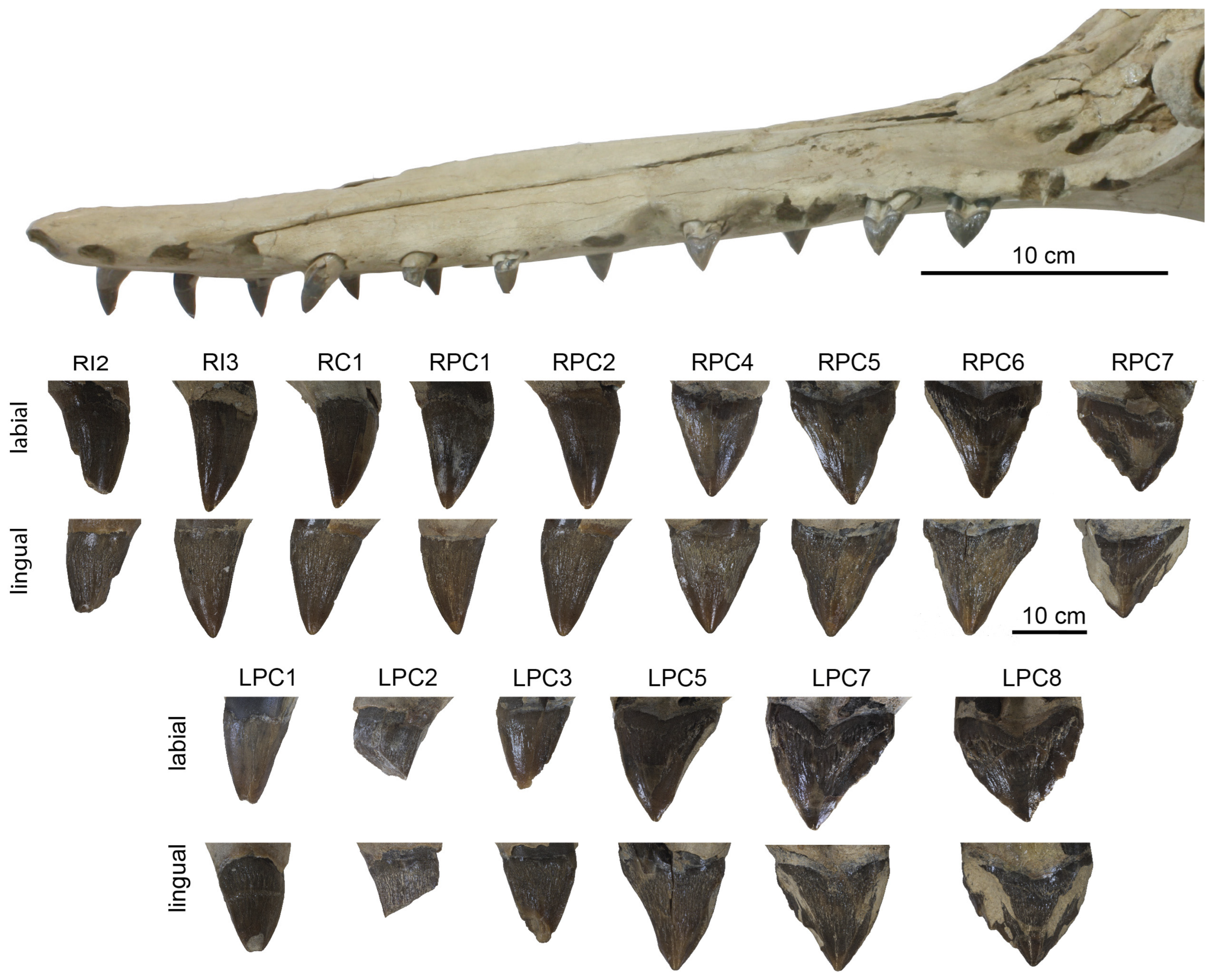 Diversity 15 01154 g050