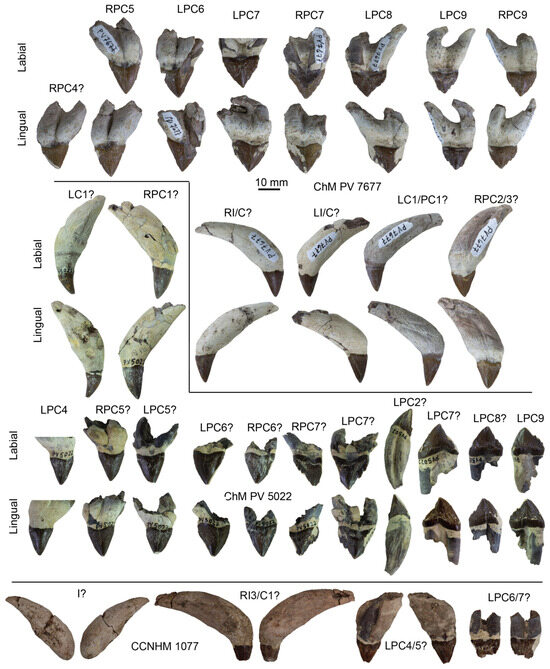 15+ Buffing Pad Color Chart