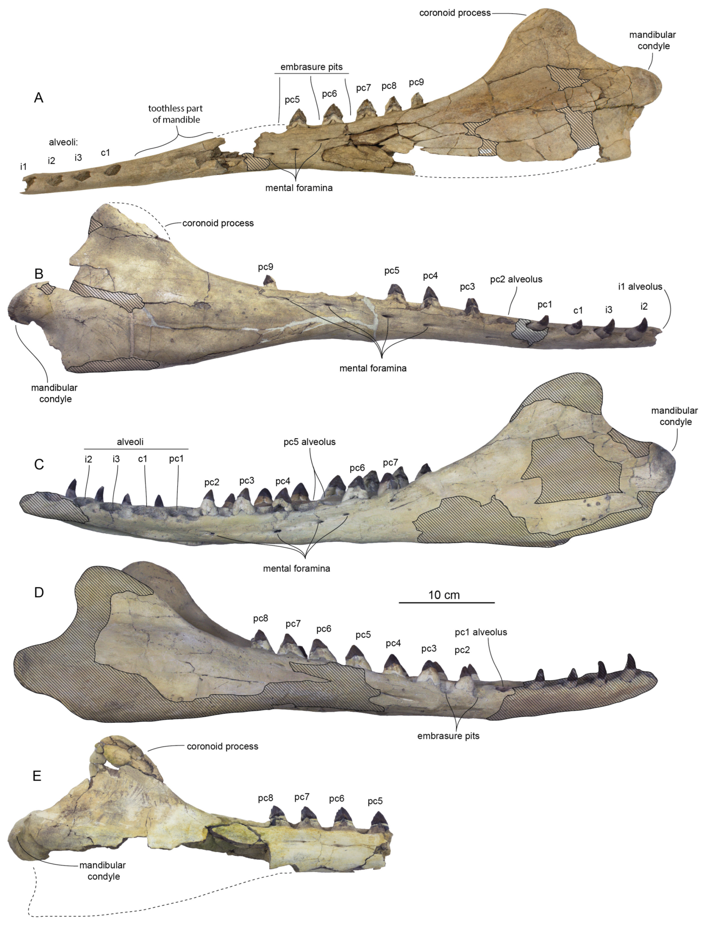 Diversity 15 01154 g054