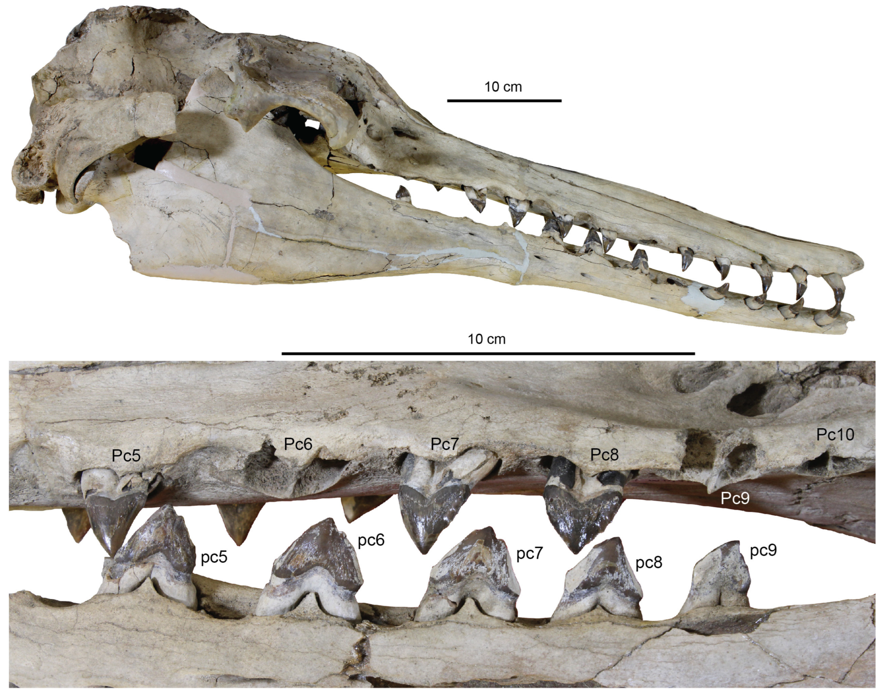 Diversity 15 01154 g058