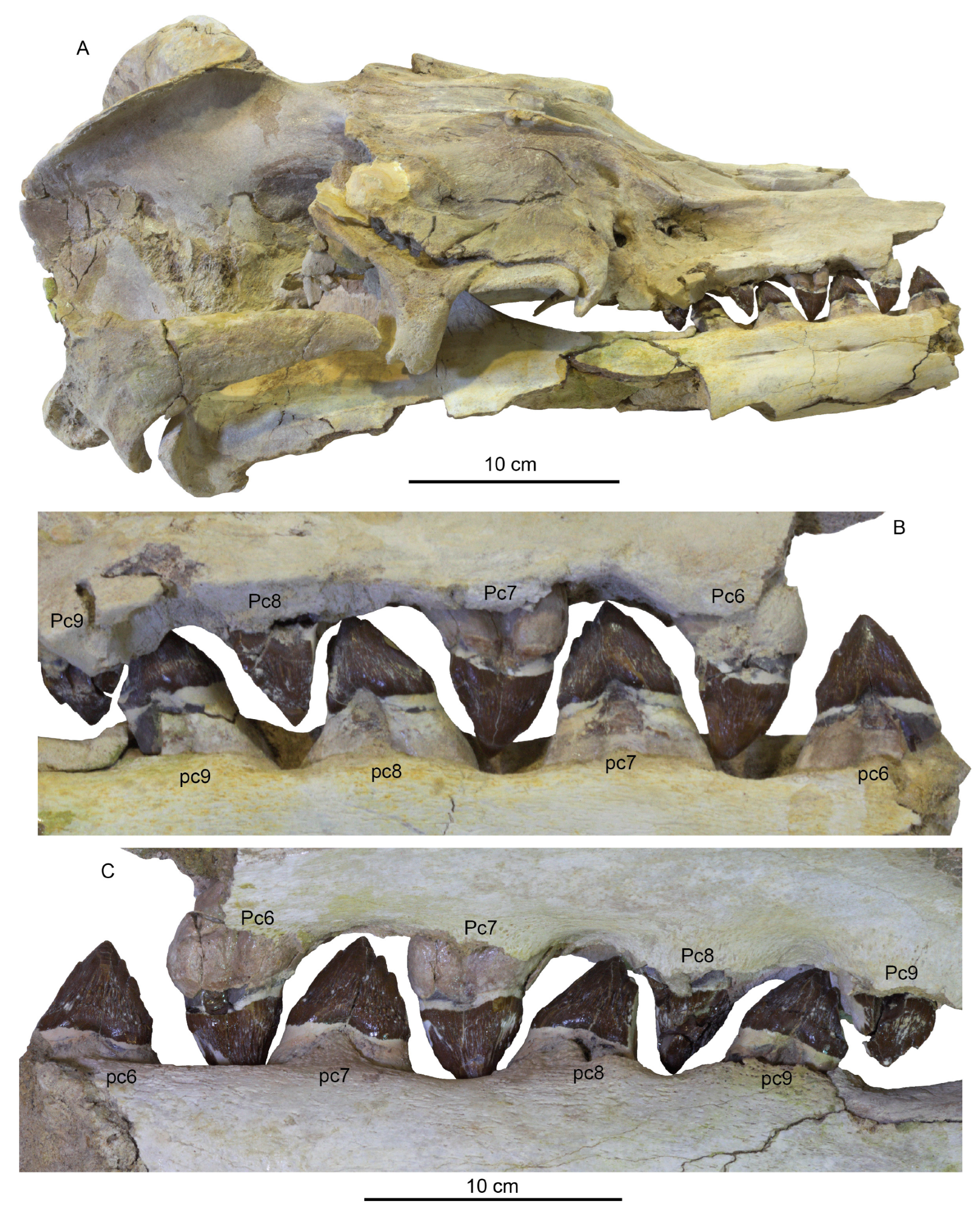 Diversity 15 01154 g059