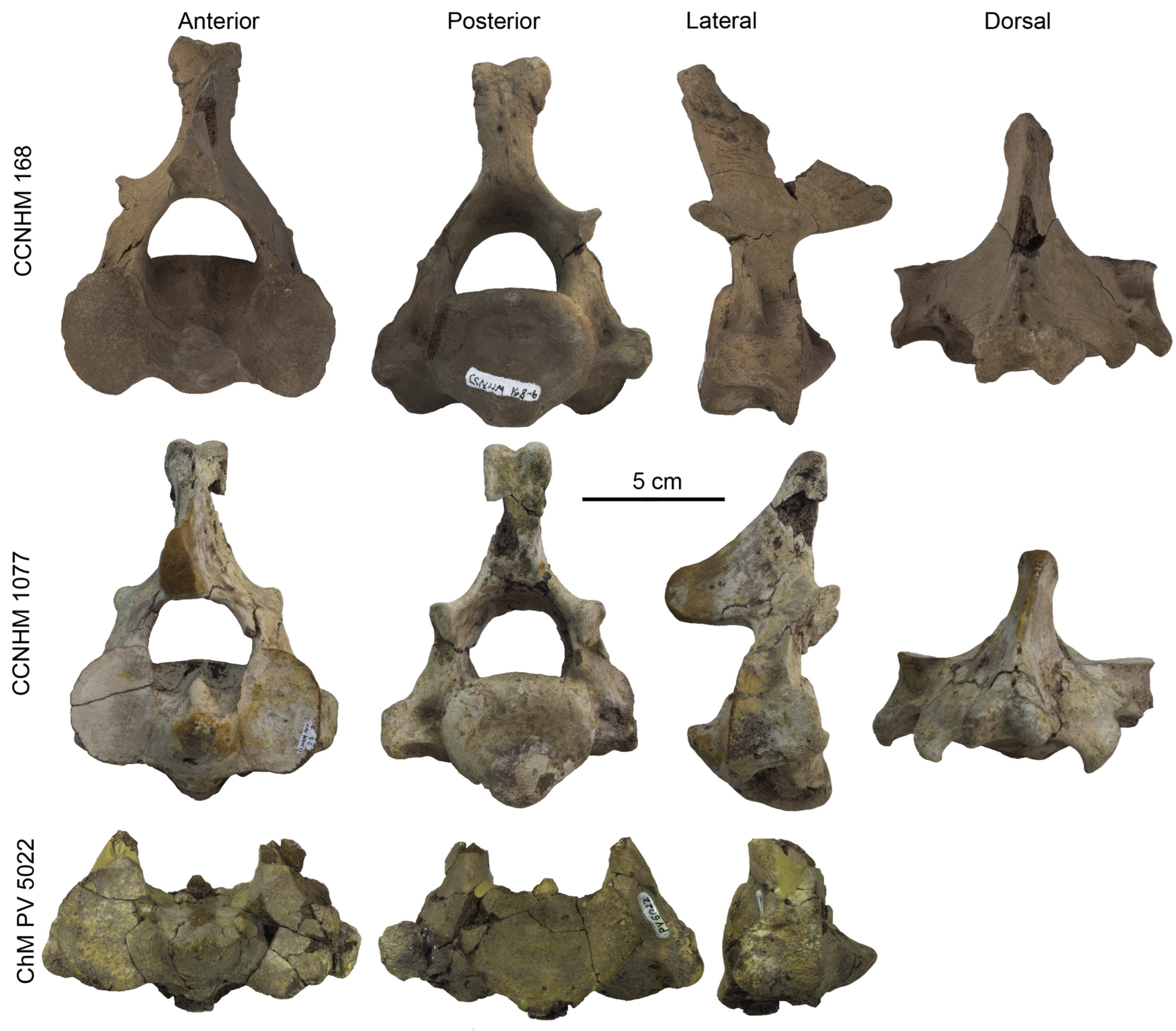 Diversity 15 01154 g063