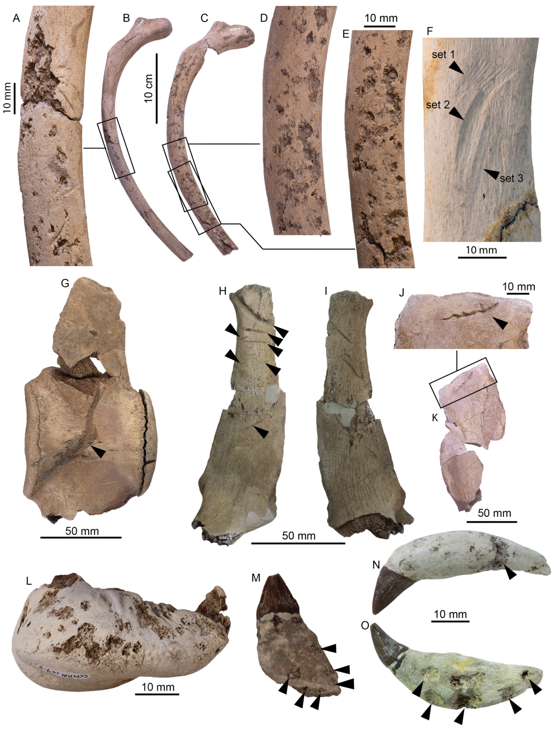 Diversity 15 01154 g072
