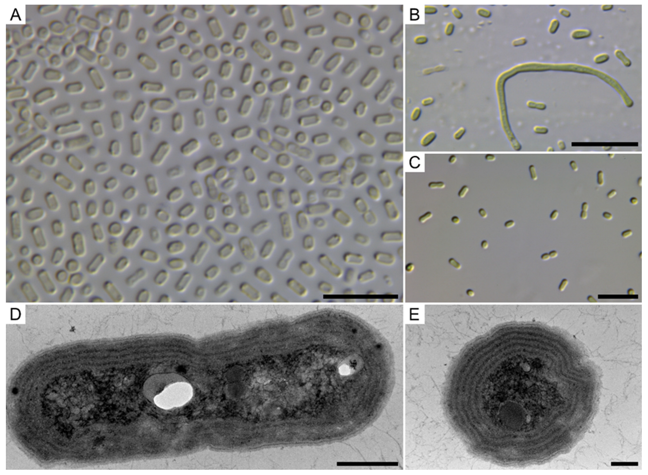 Diversity 15 01157 g001