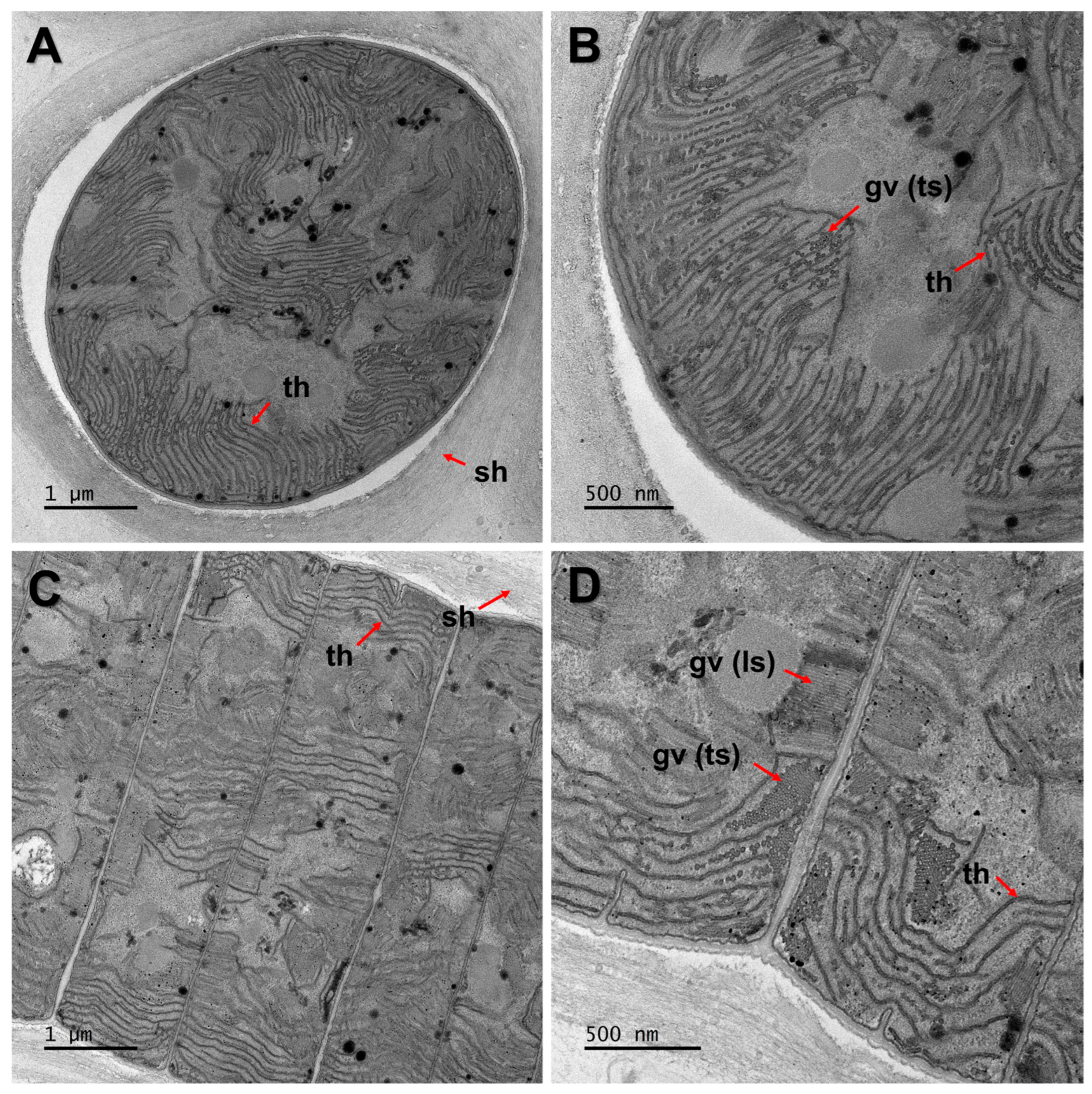 Diversity 15 01174 g003