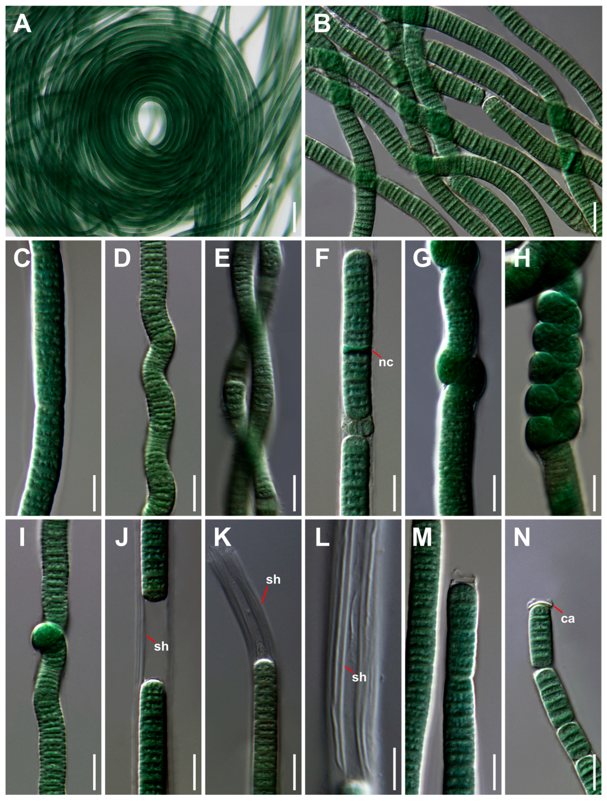Diversity 15 01174 g004