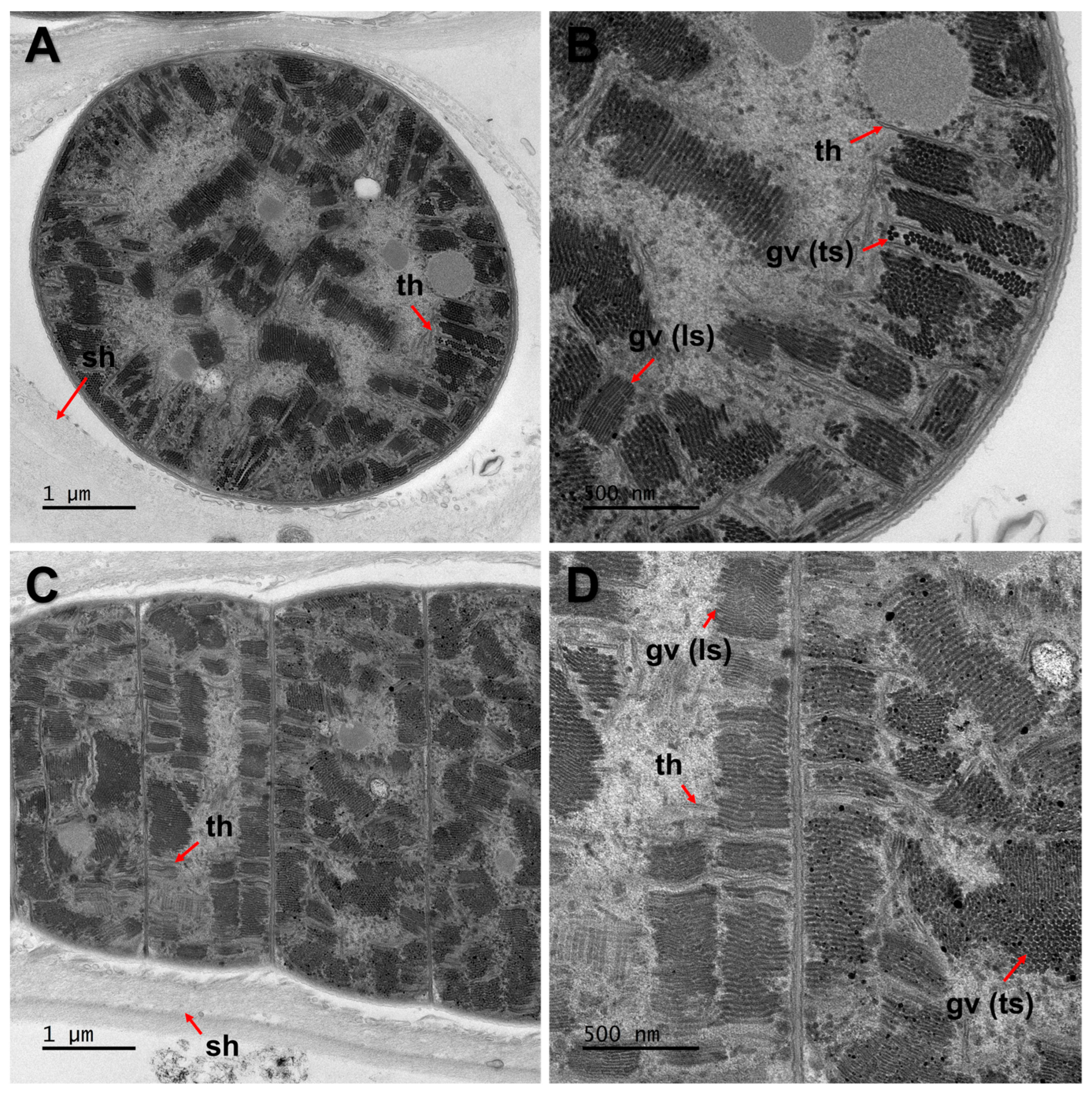 Diversity 15 01174 g005