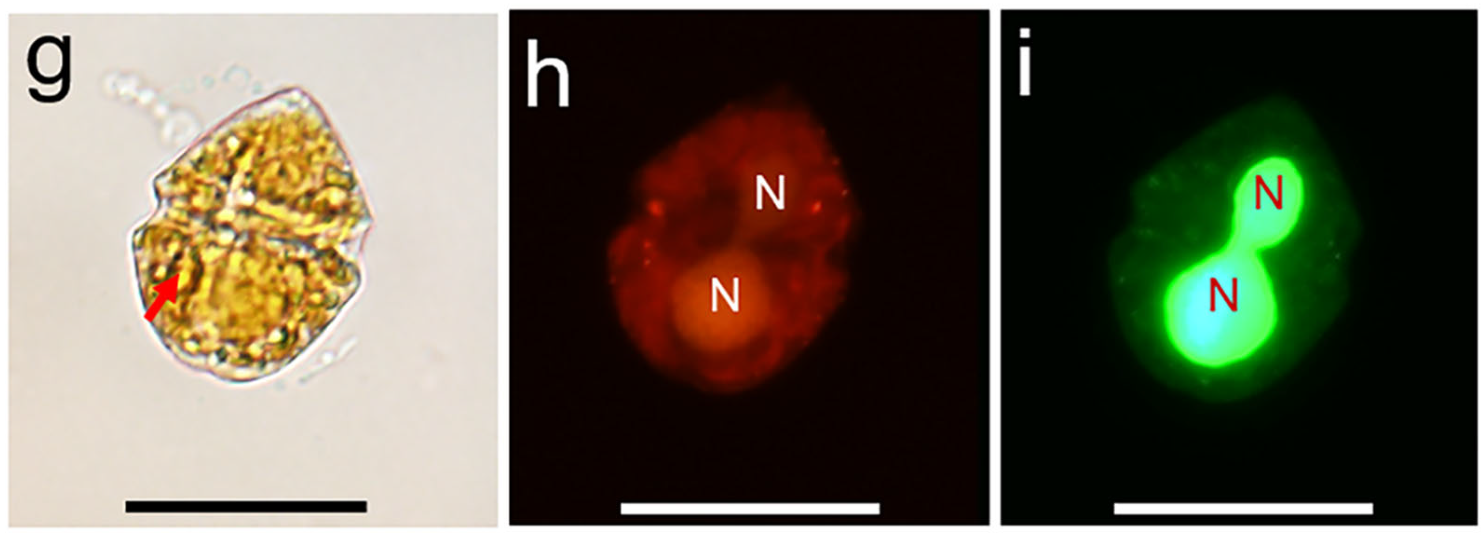 Diversity 15 01186 g001b