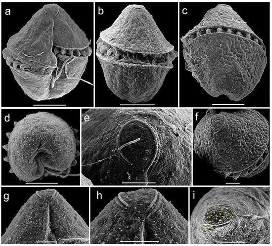 Morphological and Molecular Characterization of the