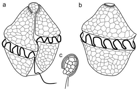 Morphological and Molecular Characterization of the Unarmored