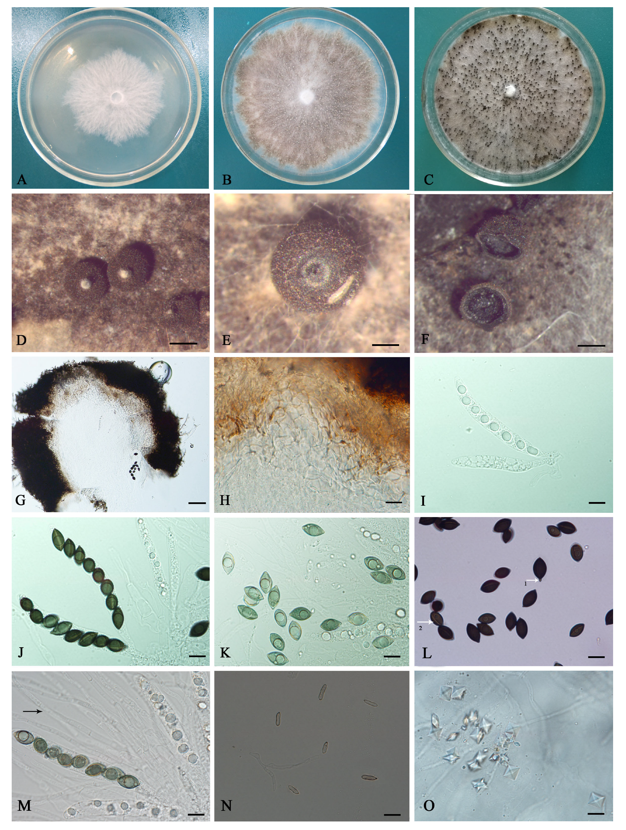 Diversity 15 01190 g002