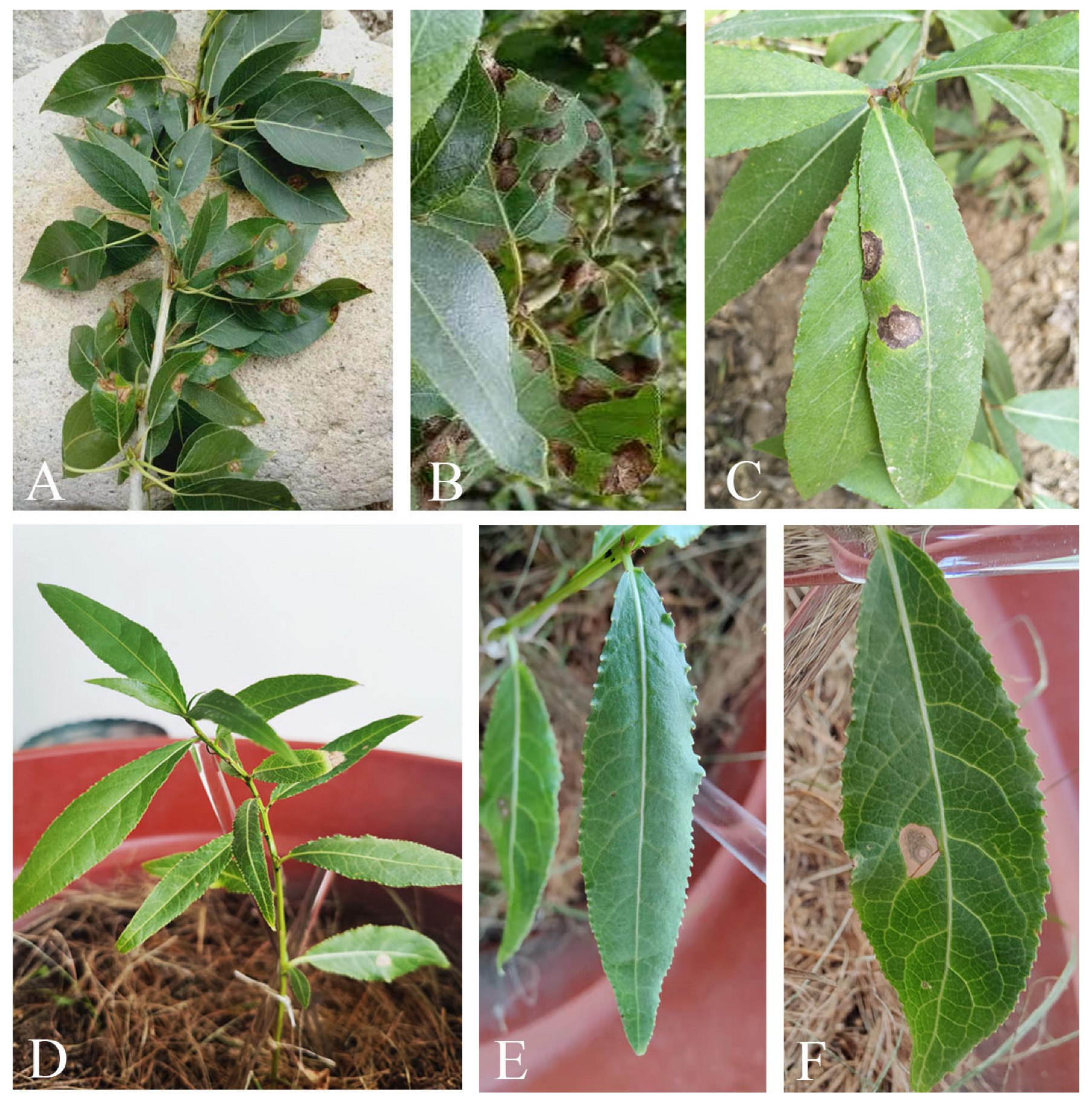 Diversity 15 01190 g003