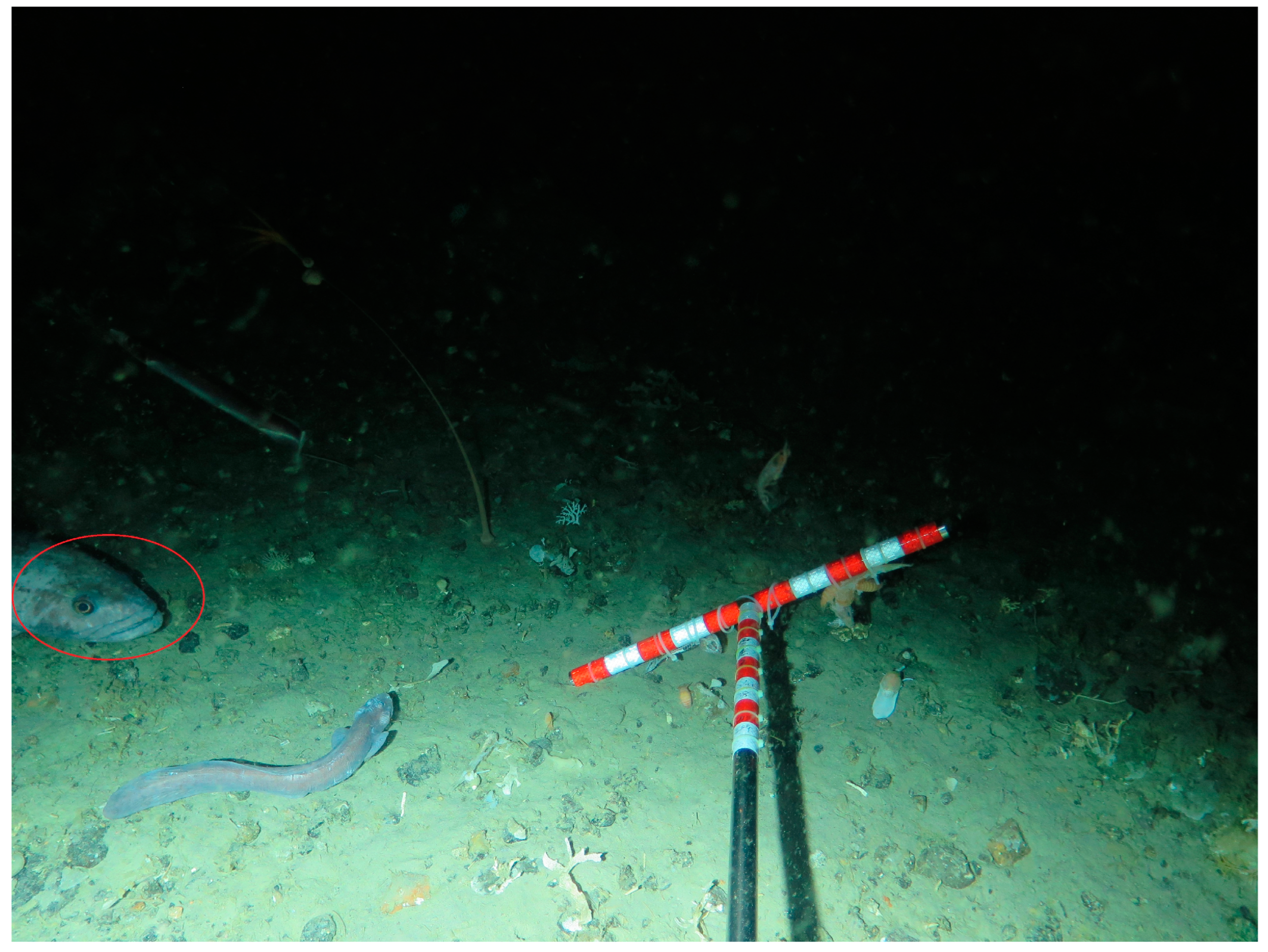 Diversity 15 01197 g006