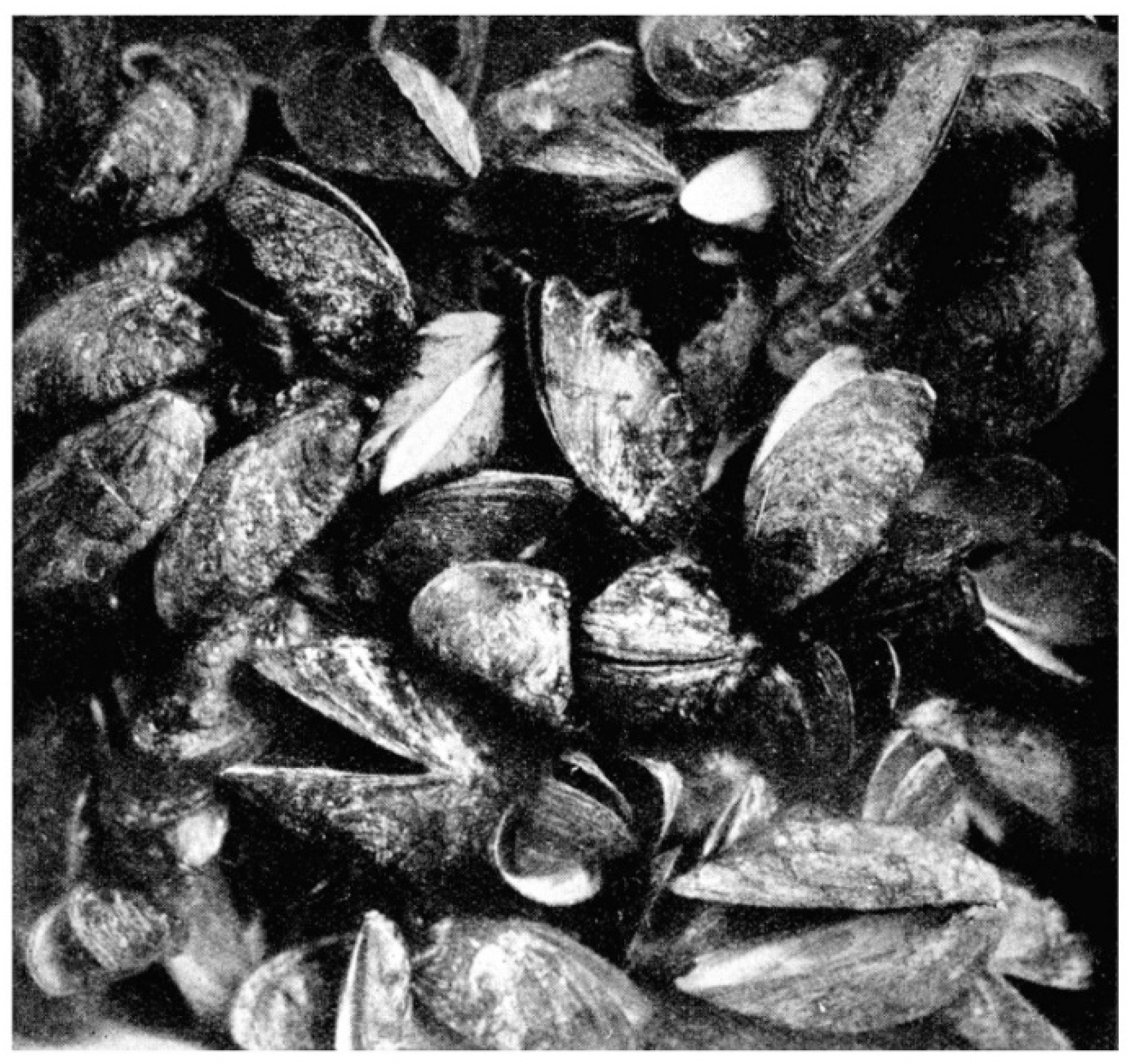 Diversity 15 01203 g003