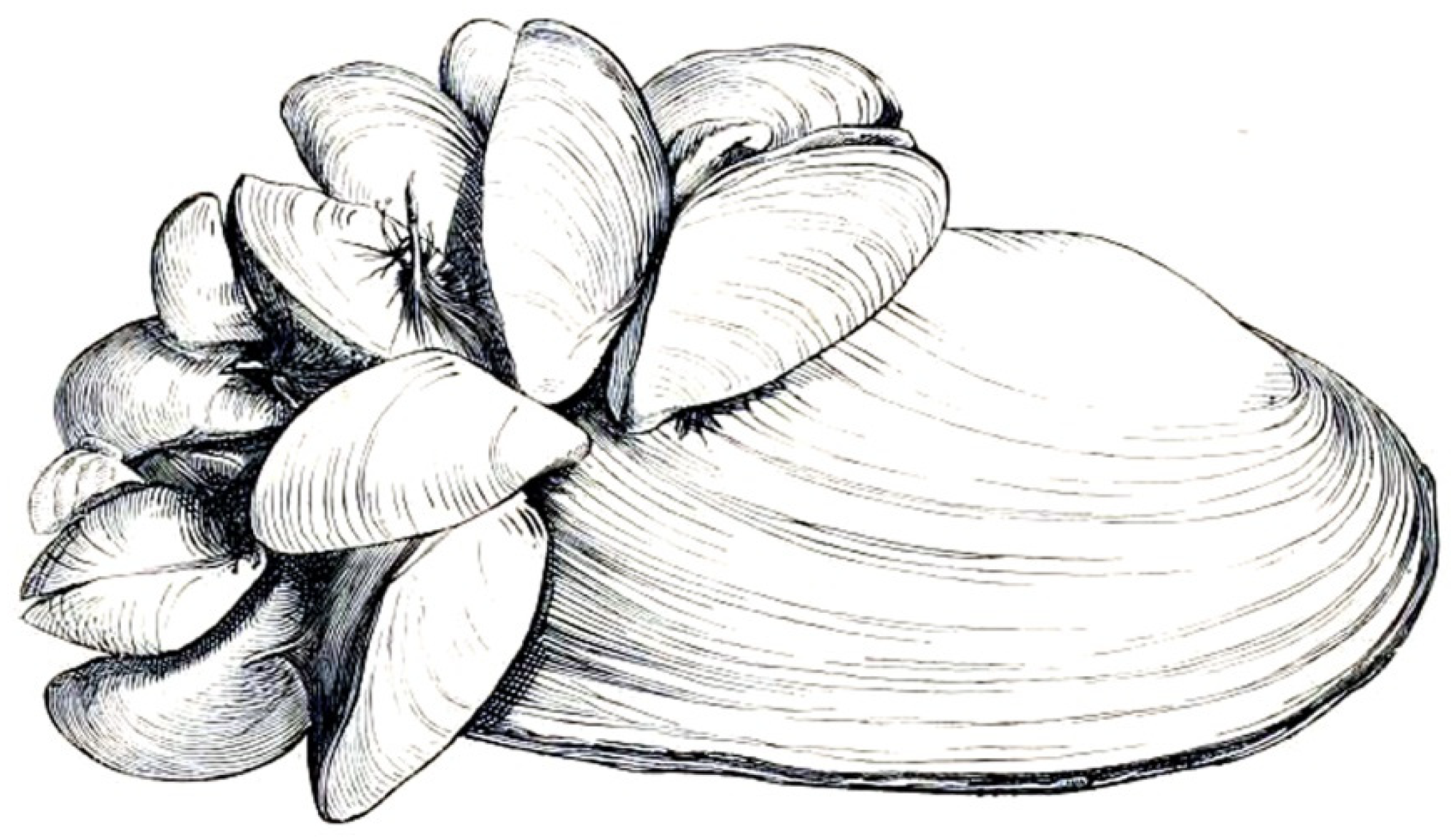 Diversity 15 01203 g004