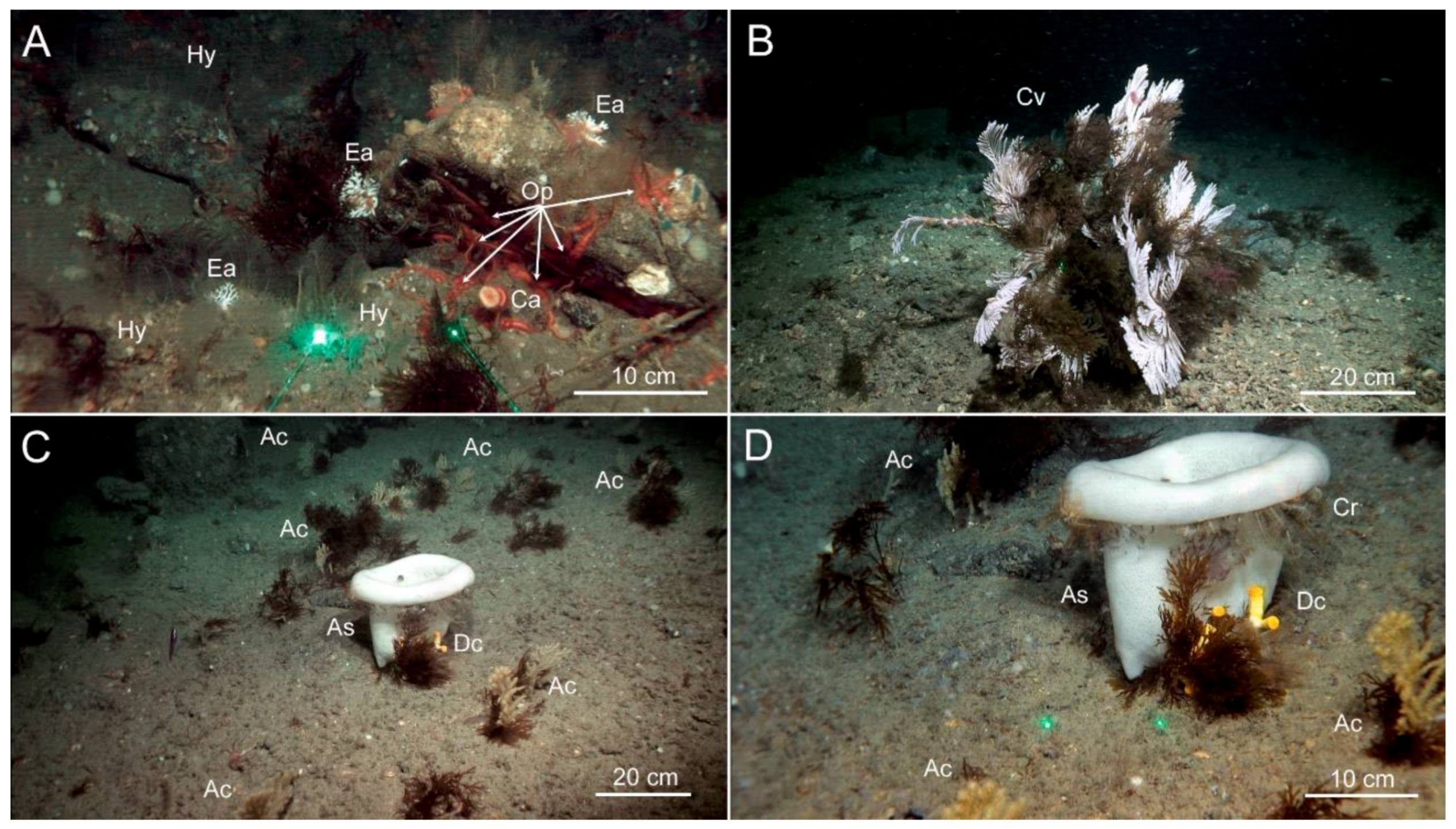 Diversity 15 01206 g005