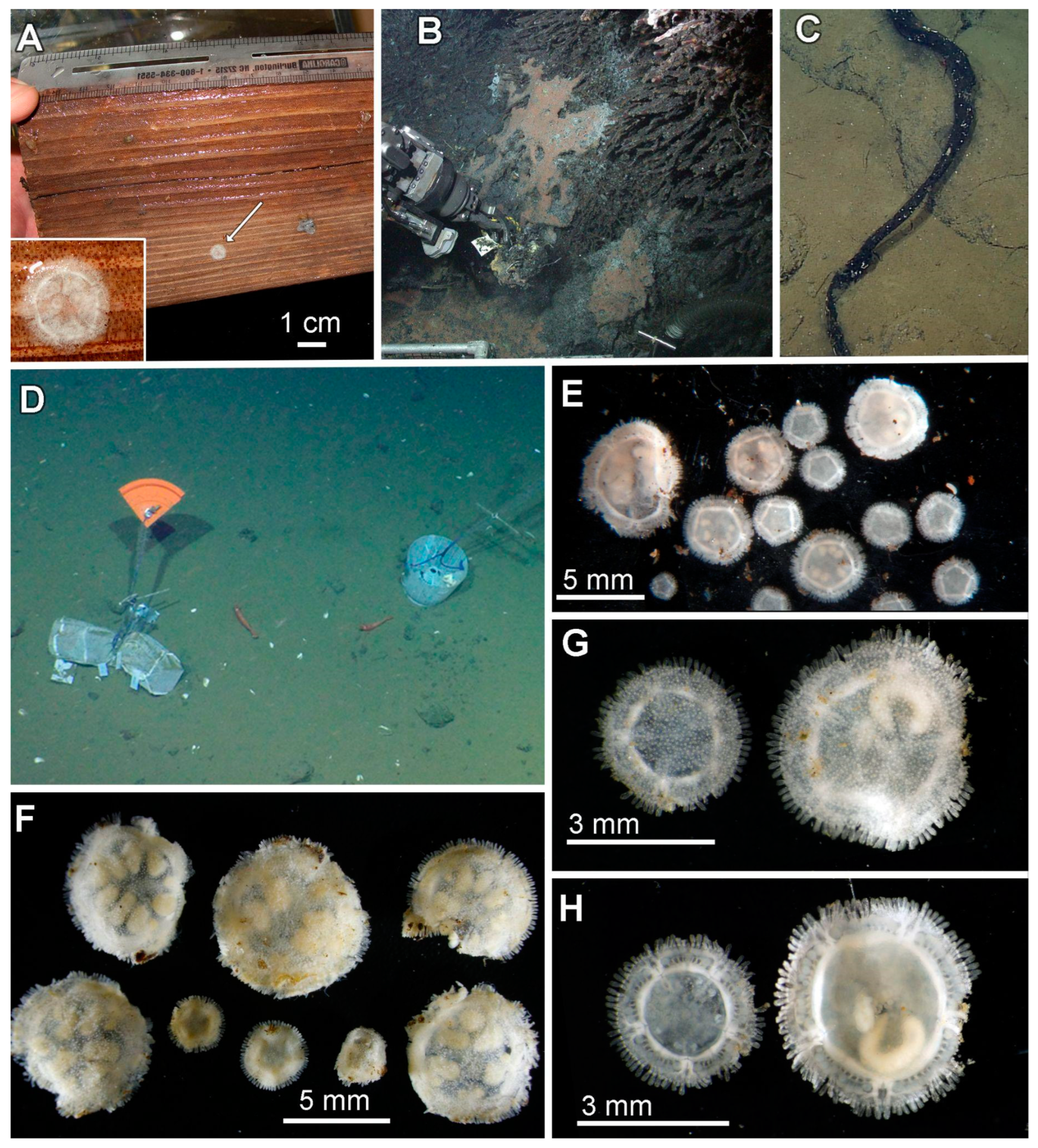 Diversity 15 01212 g001