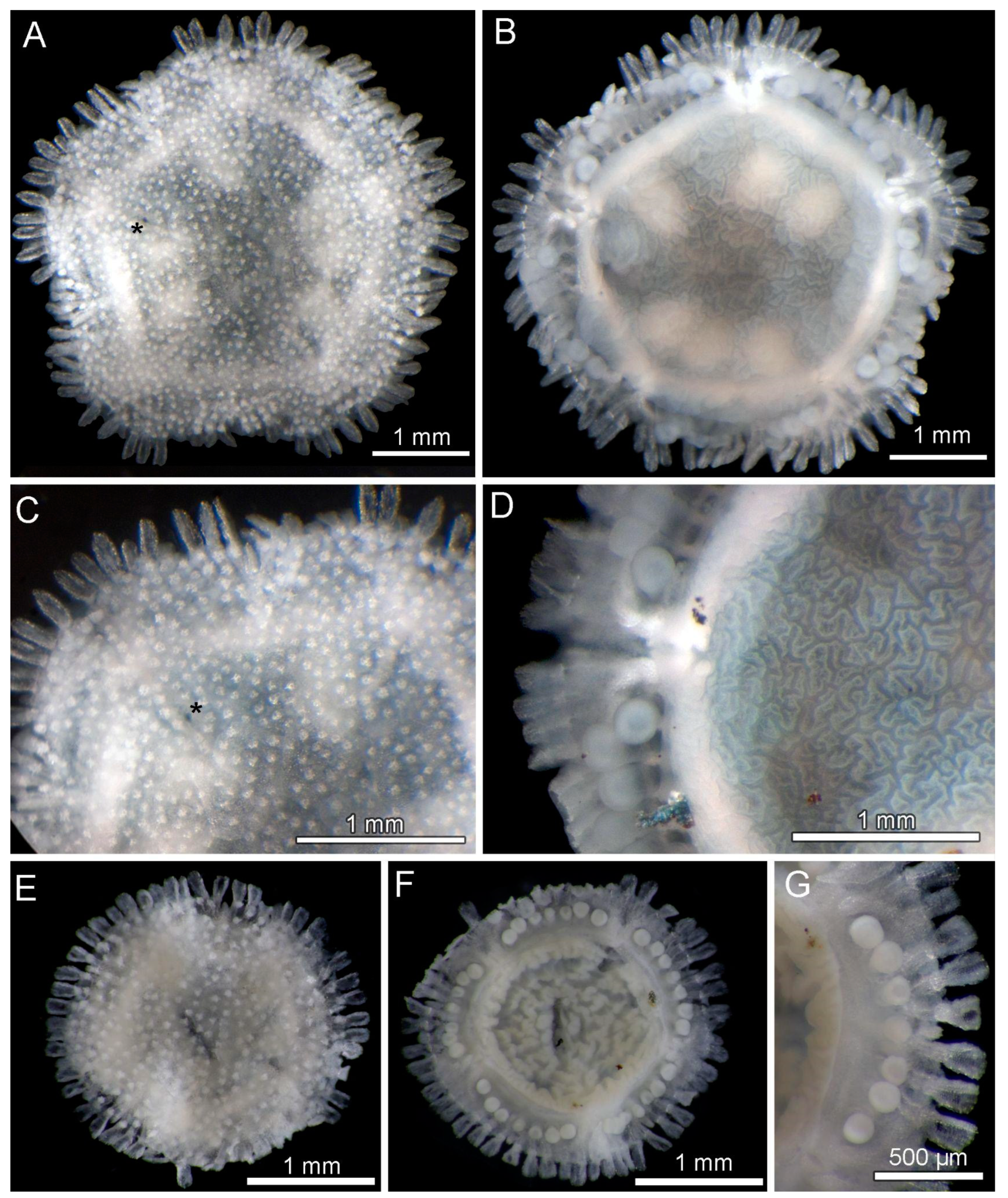 Diversity 15 01212 g004